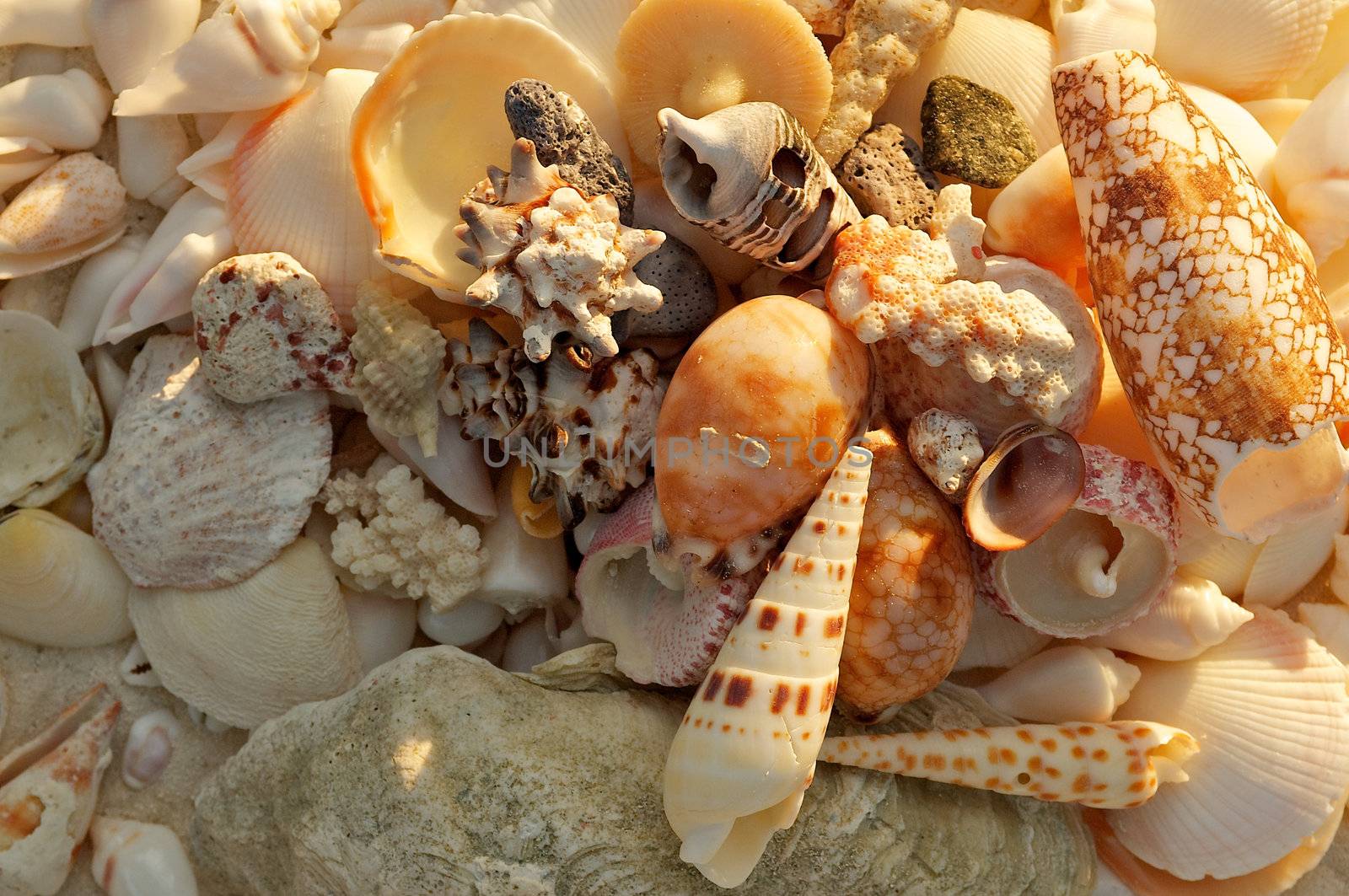 Background of Various Beautiful Ocean Shells and Conch Shells closeup Outdoors