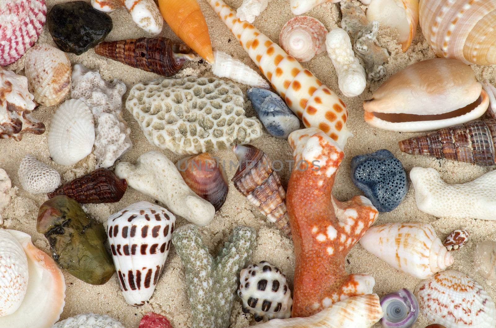 Background of Ocean Shells and Corals closeup