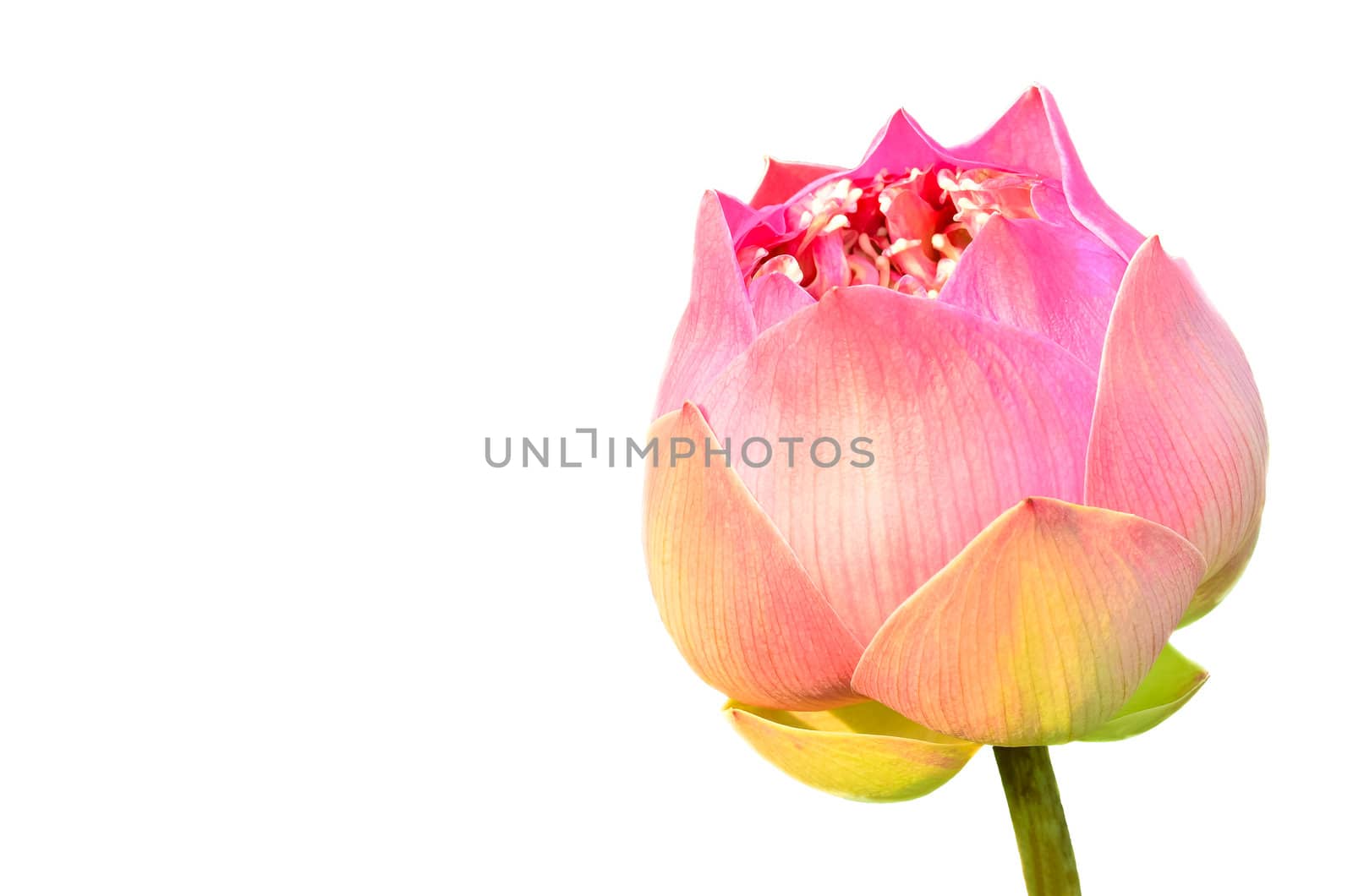 Blooming lotus on white background