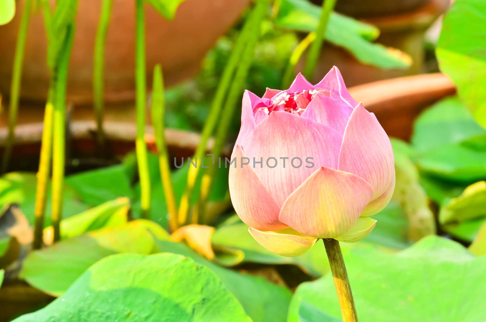 Blooming lotus by raweenuttapong