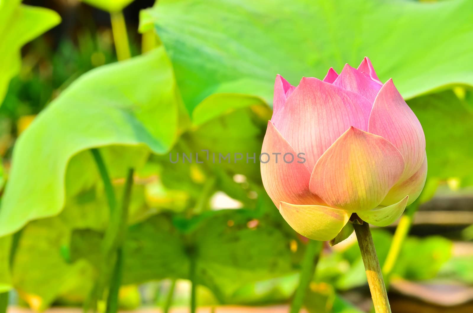 Blooming lotus in morning light.