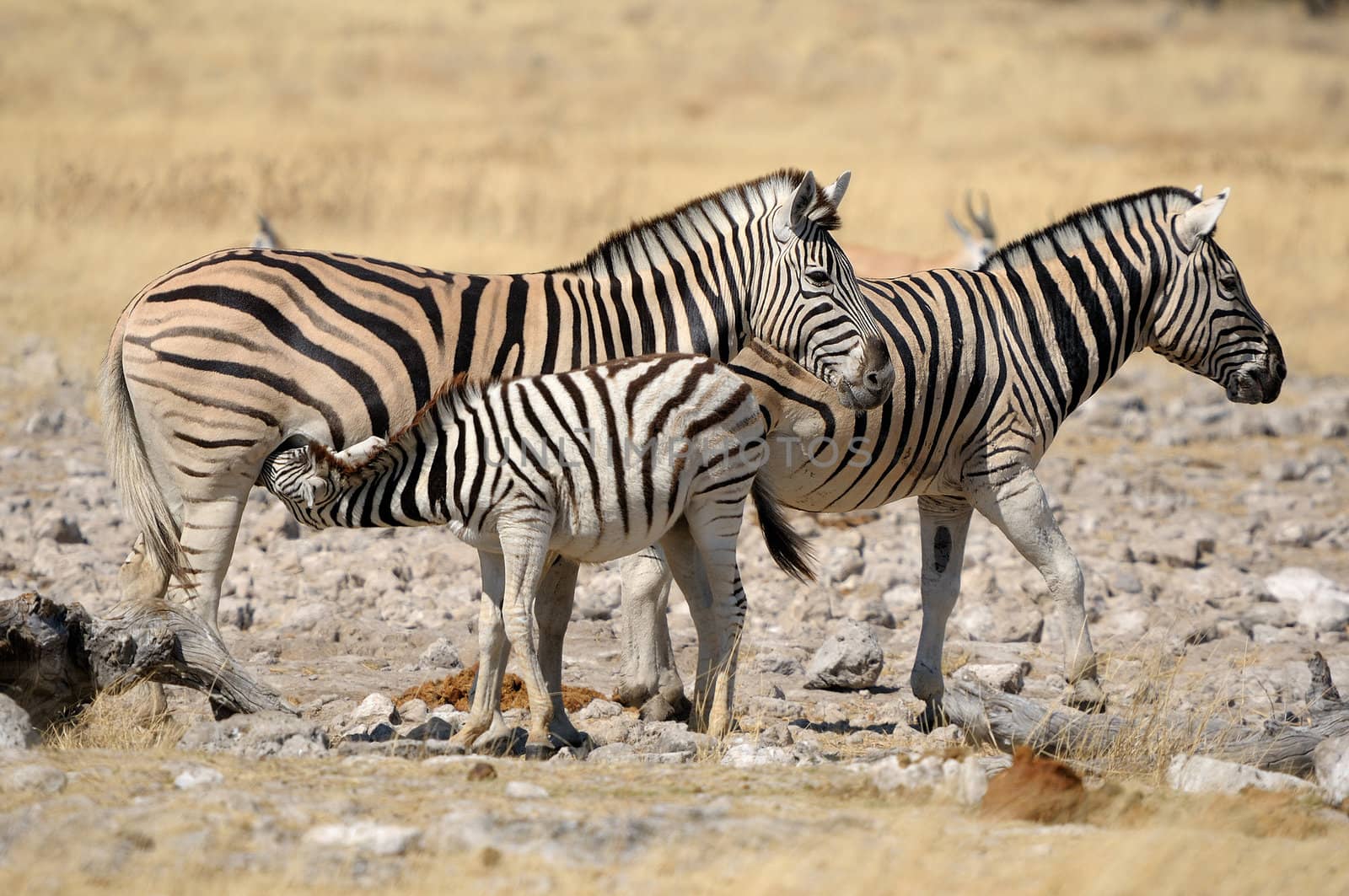 Zebra foal suckling, Etosha National Park, Namibia