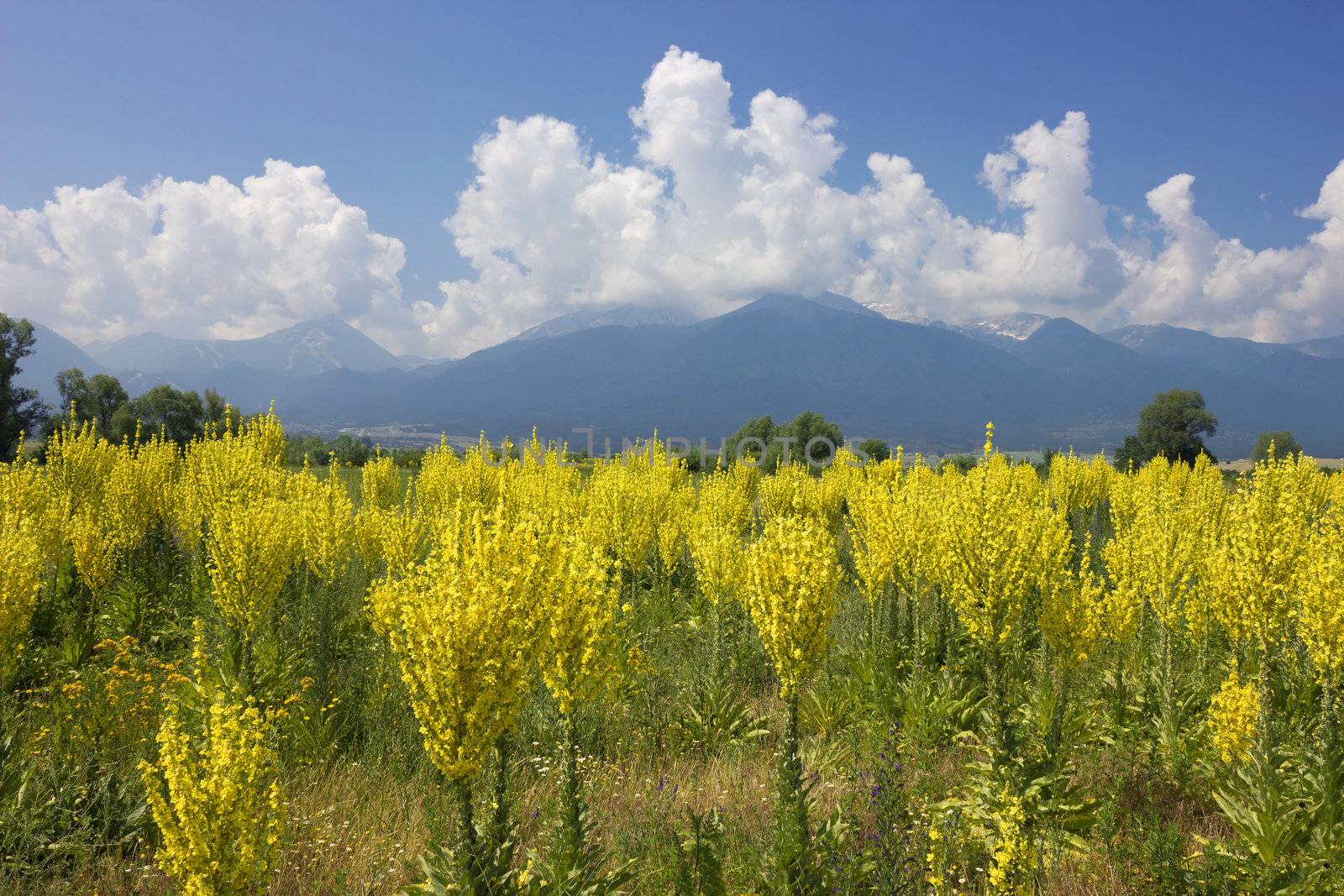 Yellow field of mullein with Pirin mountains in Bulgaria at the background, shot over blue sky with bright white clouds.