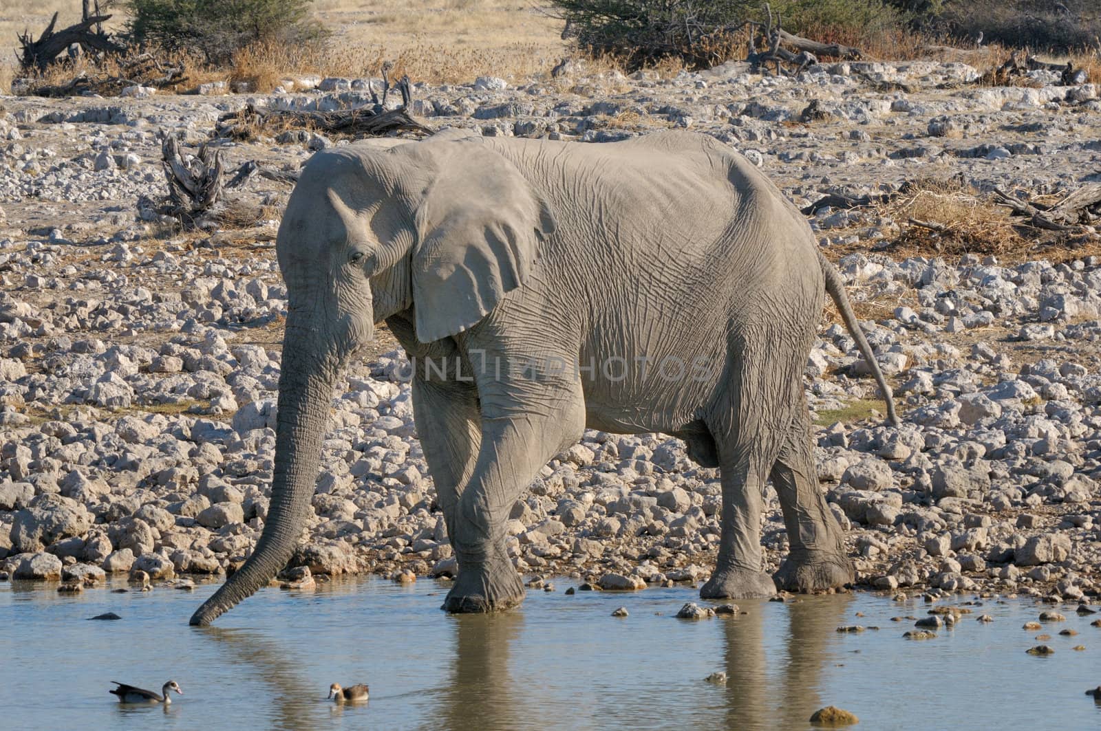Elephant drinking water at Okaukeujo in the Etosha National Park, Namibia