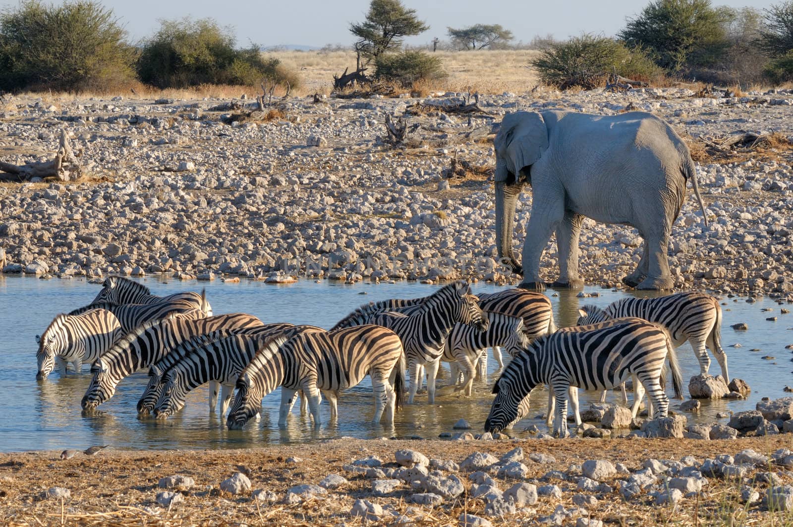 Elephant and zebras at Okaukeujo in the Etosha National Park, Namibia