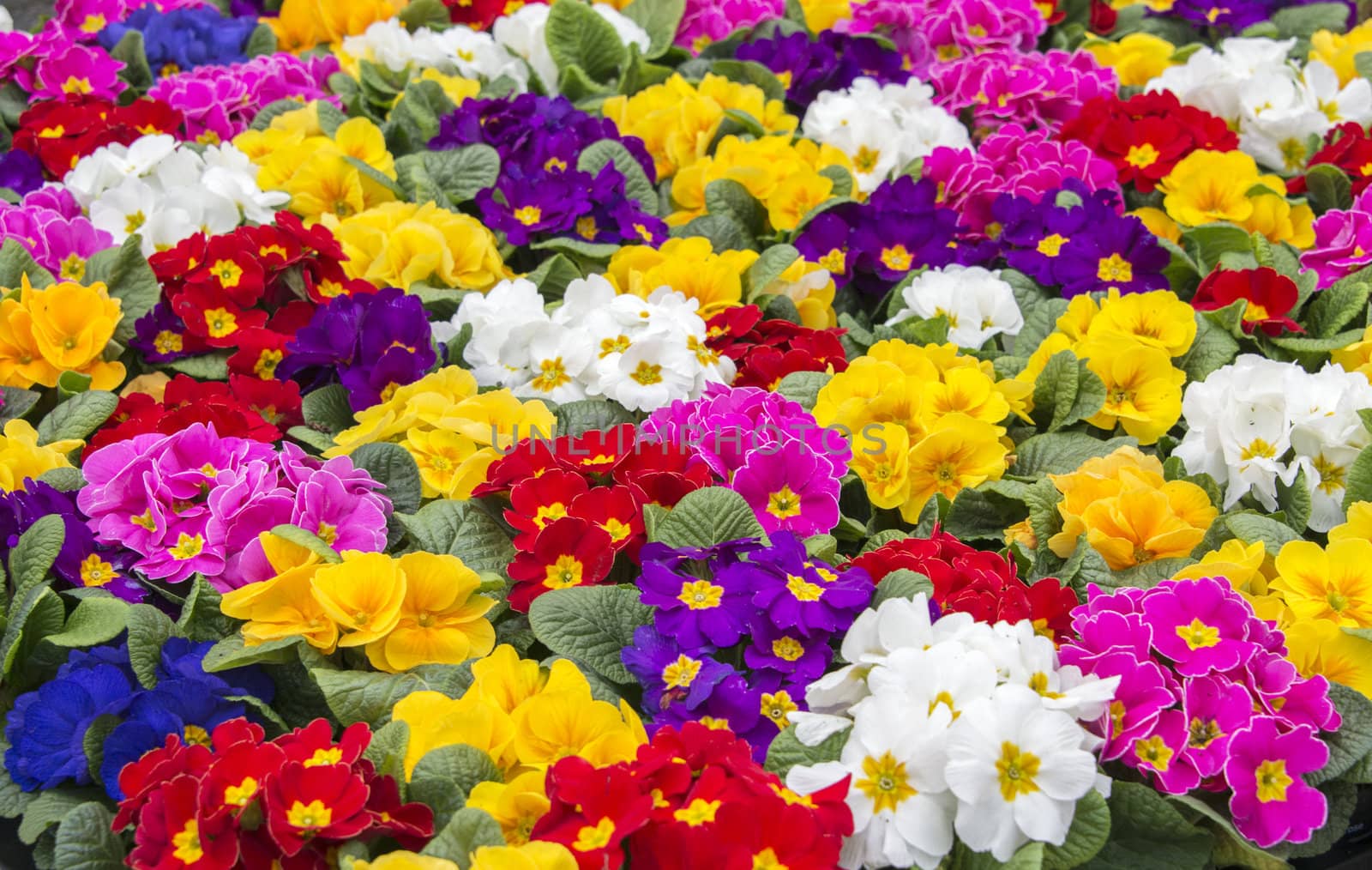 primula in all colors by compuinfoto