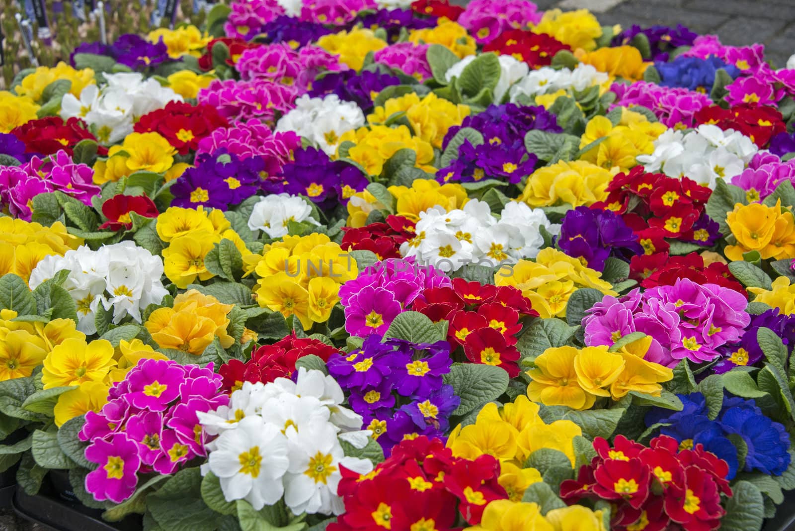 primula flowers in red yellow pink and white