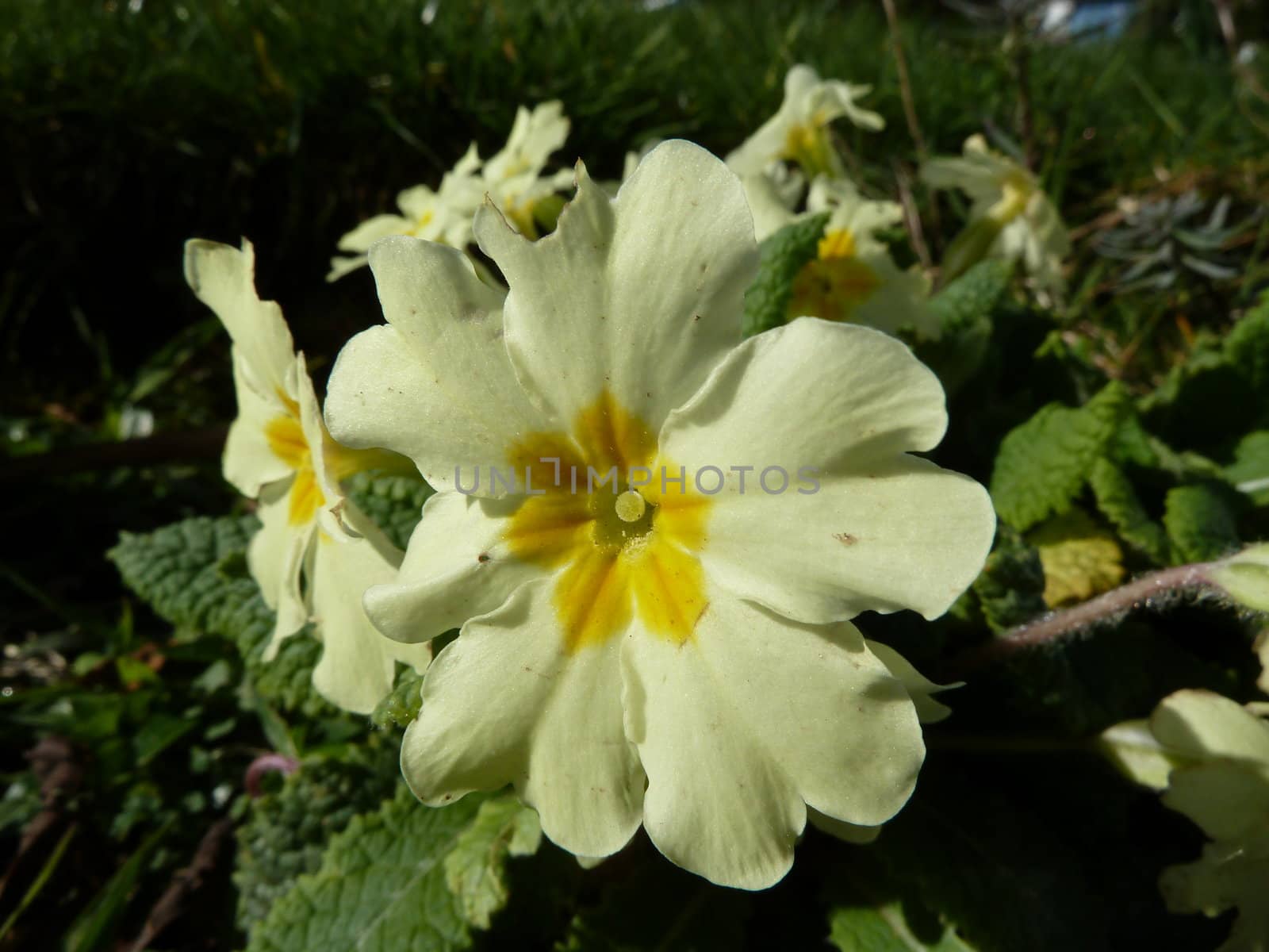 yellow primula vulgaris growing wild