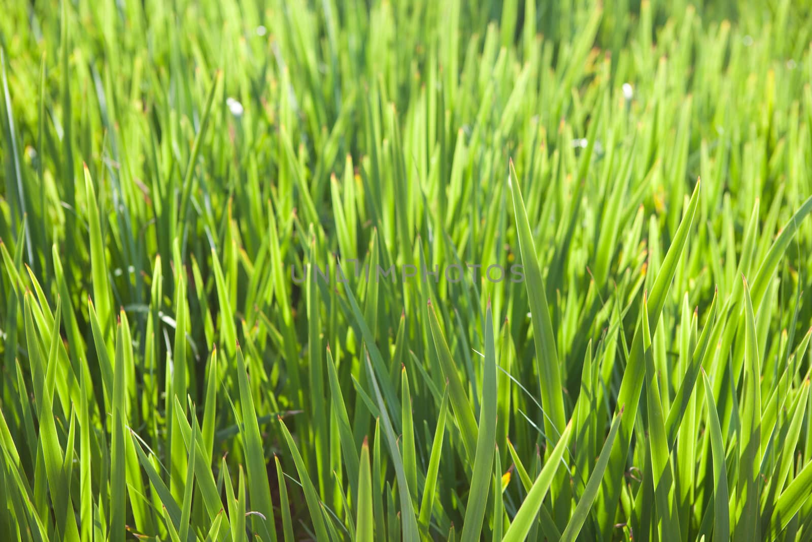 background of green grass by vsurkov