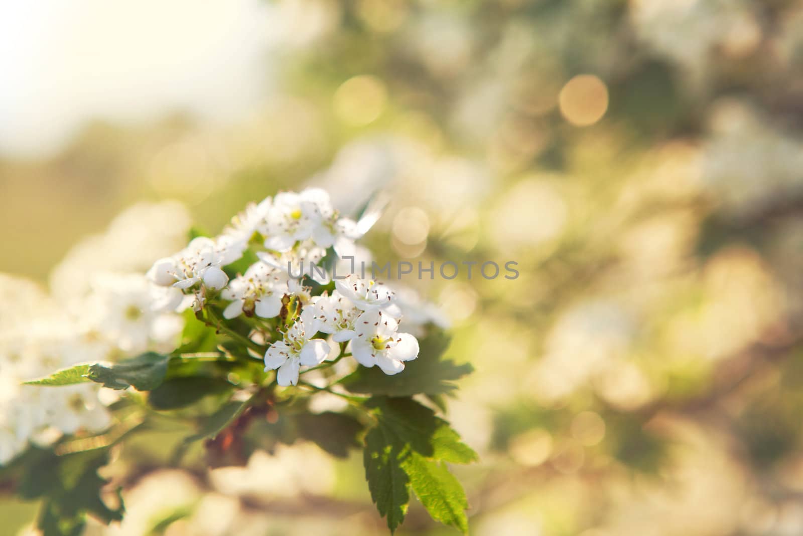 bright background of leaves with white flowers