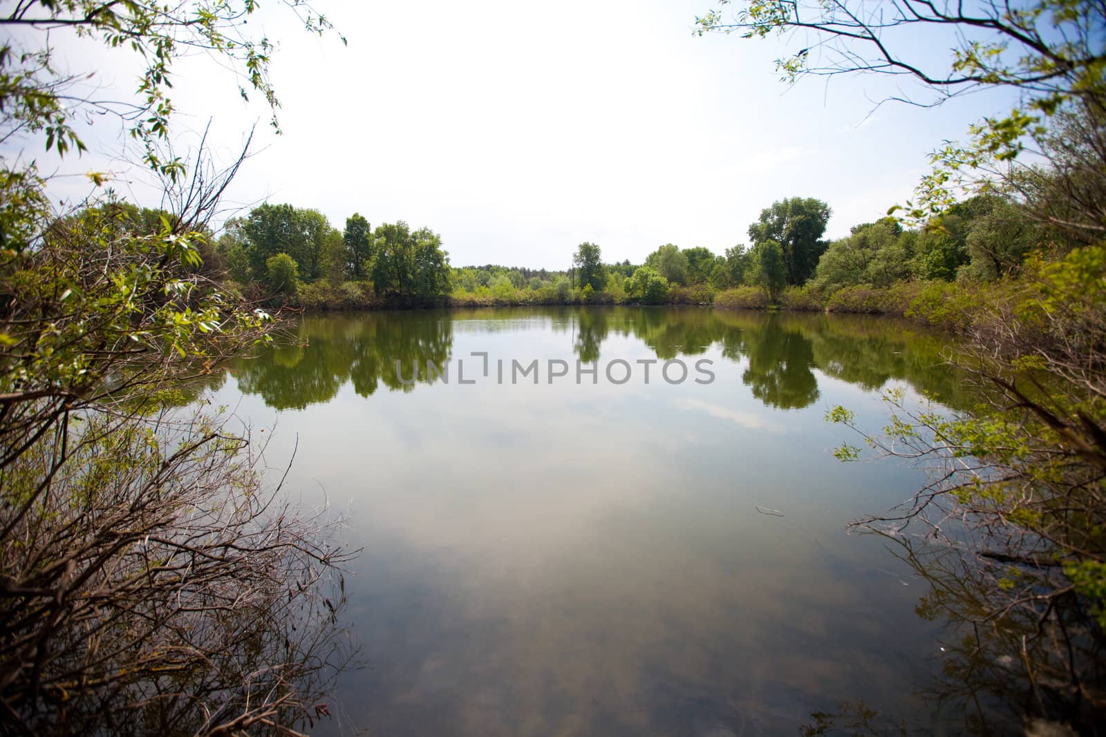 beautiful lake in the forest