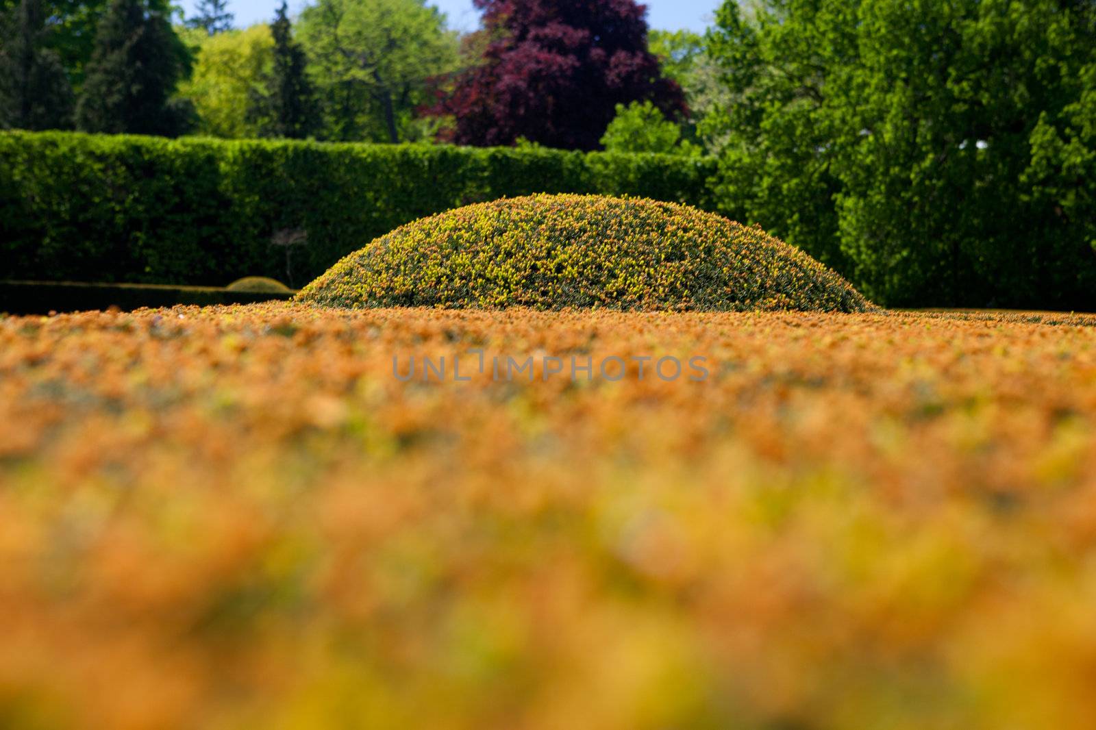 background with a bush outdoors