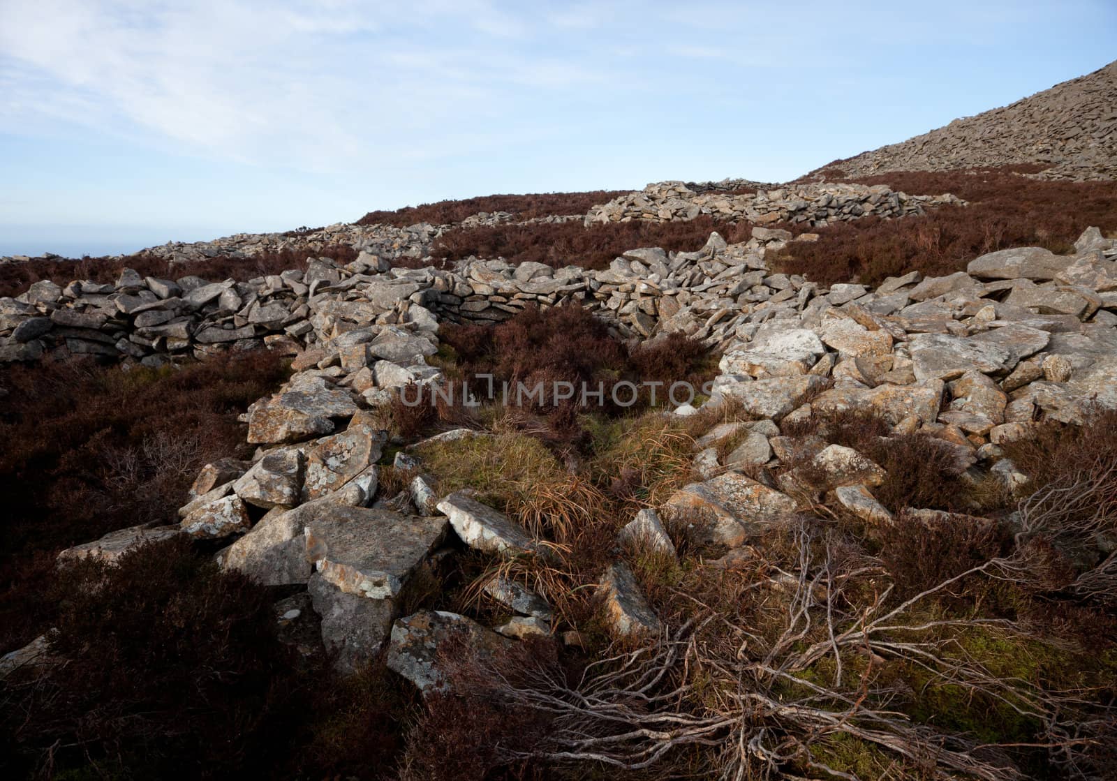 The remains of an iron age building at Tre'r Ceiri hill fort, Yr Eifl, Gwynedd Wales Uk, amongst heather on a hill.