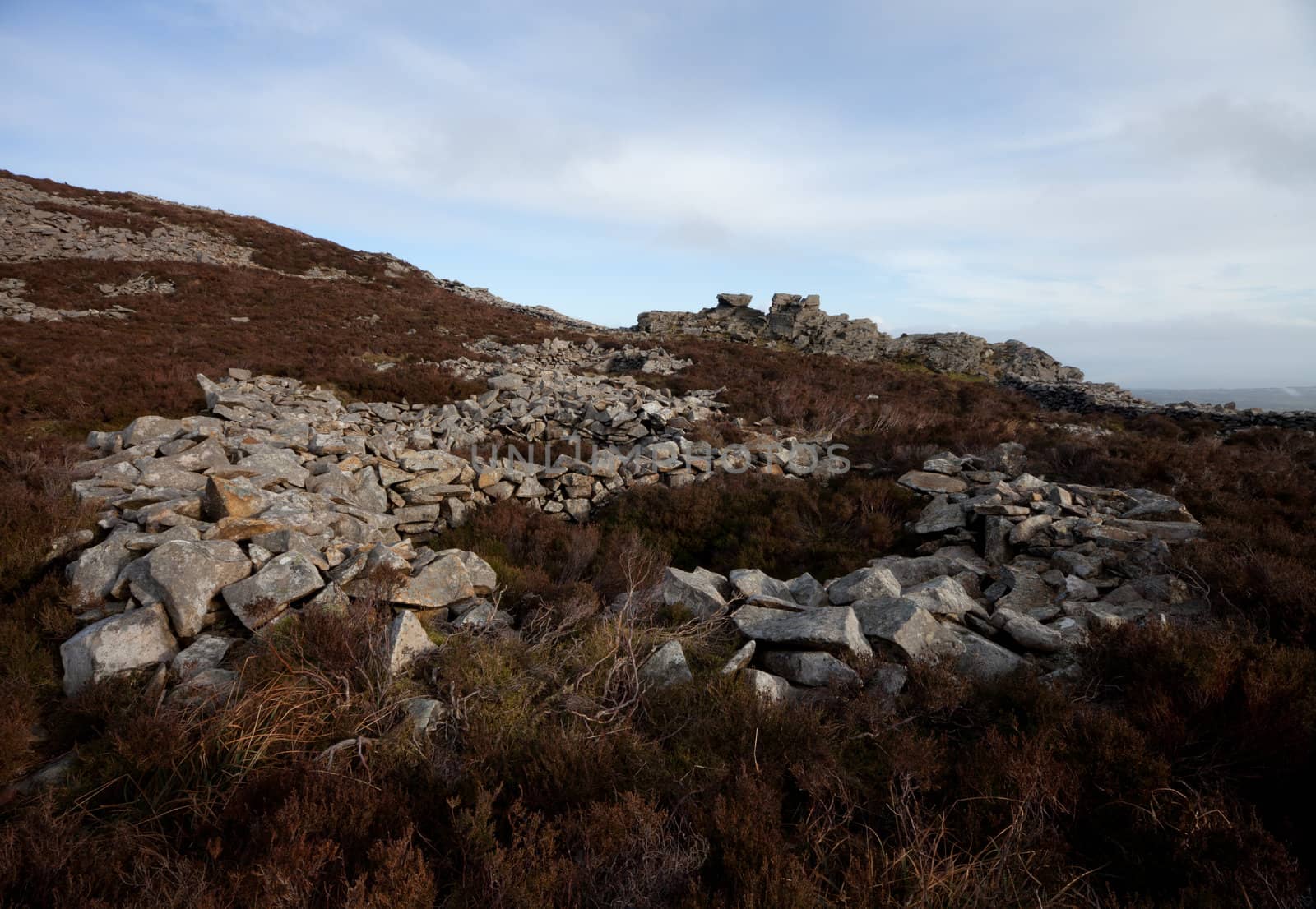 The remains of an iron age building at Tre'r Ceiri hill fort, Yr Eifl, Gwynedd Wales Uk, amongst heather on a hill.