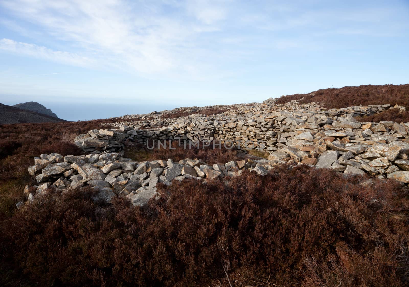The remains of an iron age building at Tre'r Ceiri hill fort, Yr Eifl, Gwynedd Wales Uk, amongst heather on a hill.