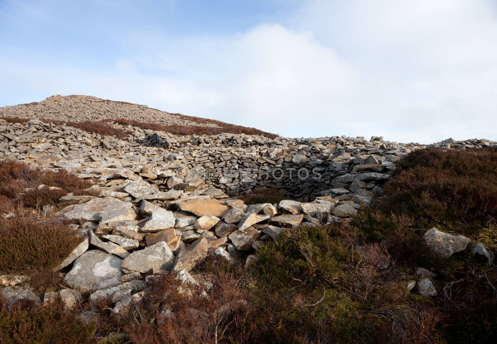 The remains of an iron age building at Tre'r Ceiri hill fort, Yr Eifl, Gwynedd Wales Uk, amongst heather on a hill.