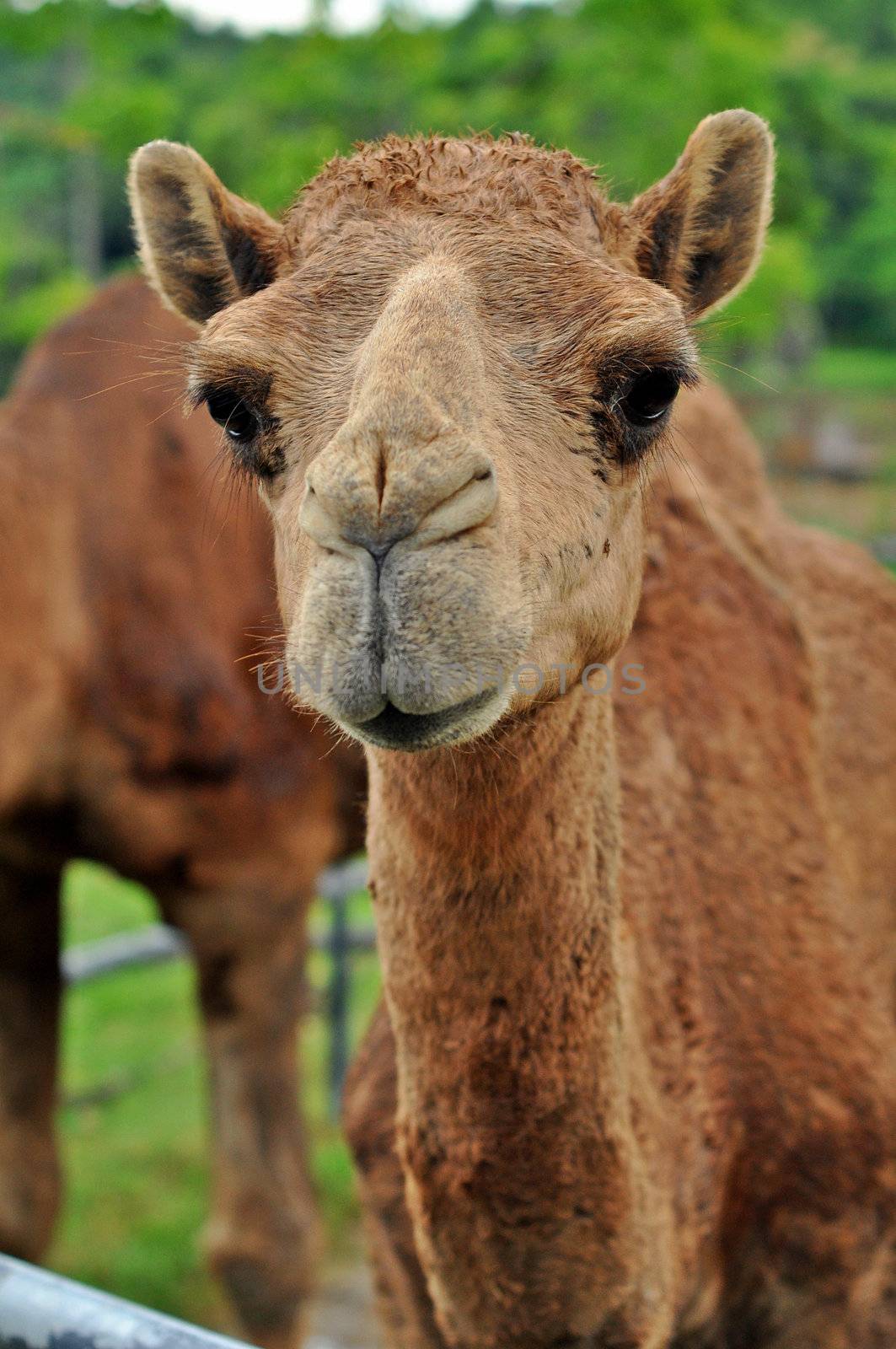 arabian camel  by MaZiKab
