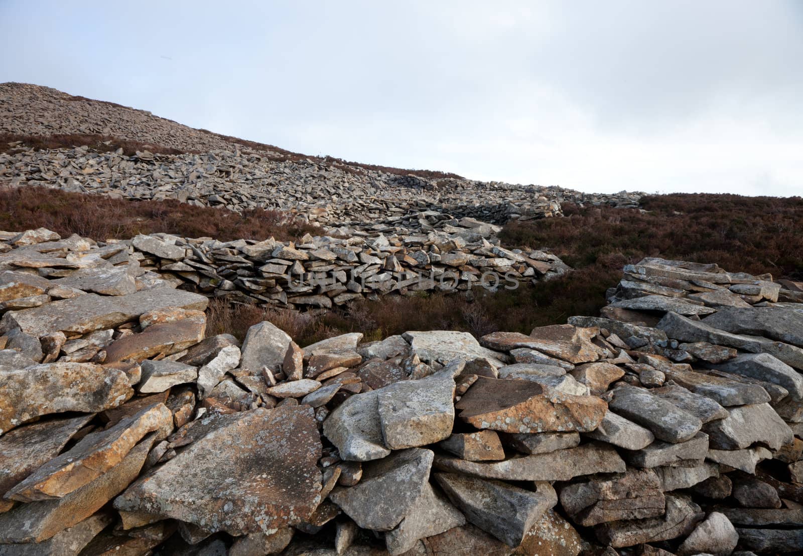 The remains of an iron age building at Tre'r Ceiri hill fort, Yr Eifl, Gwynedd Wales Uk, amongst heather on a hill.