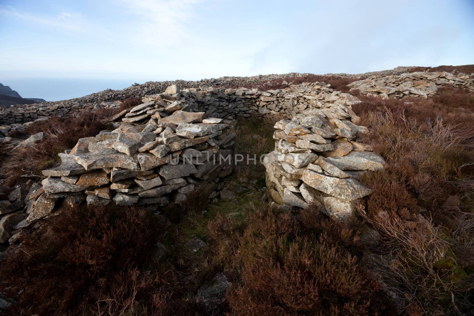 The remains of an iron age building at Tre'r Ceiri hill fort, Yr Eifl, Gwynedd Wales Uk, amongst heather on a hill with the fort wall in the background