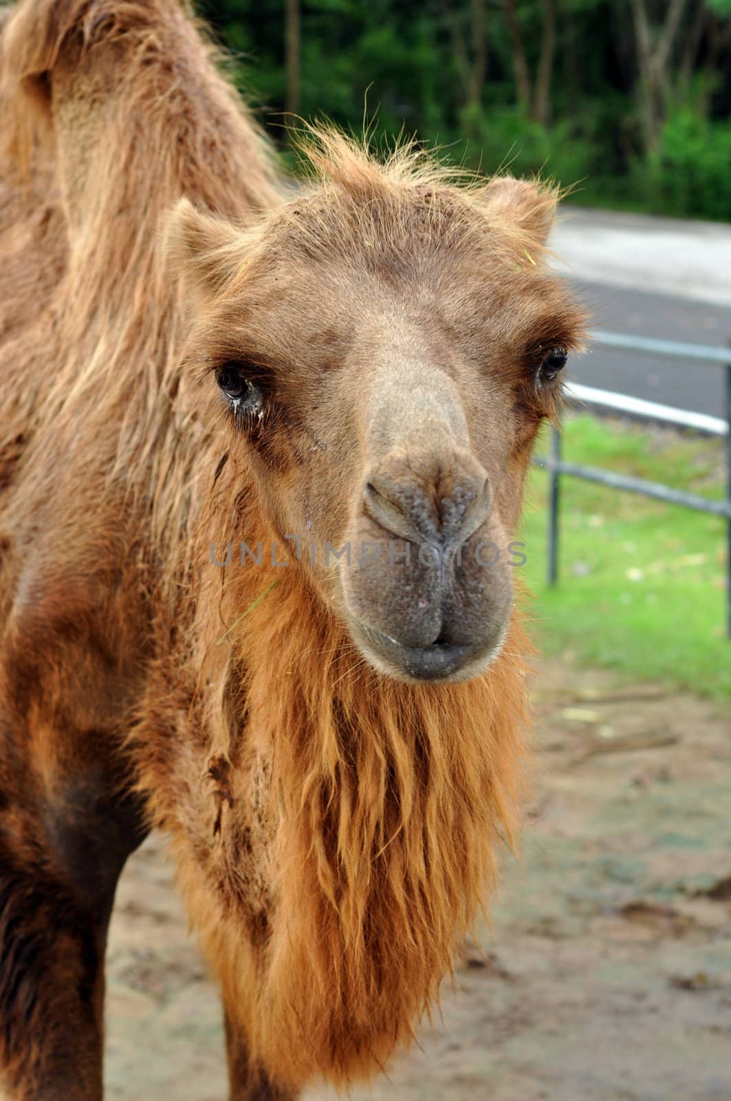 Bactrian camel by MaZiKab