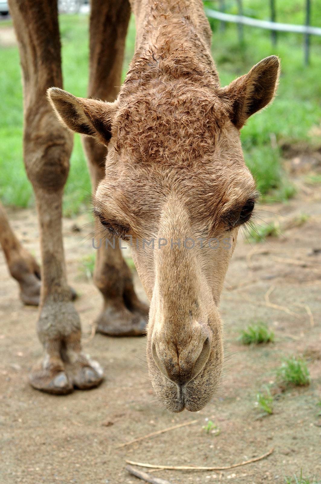The dromedary or Arabian camel has a single hump. Dromedaries are native to the dry desert areas of West Asia.