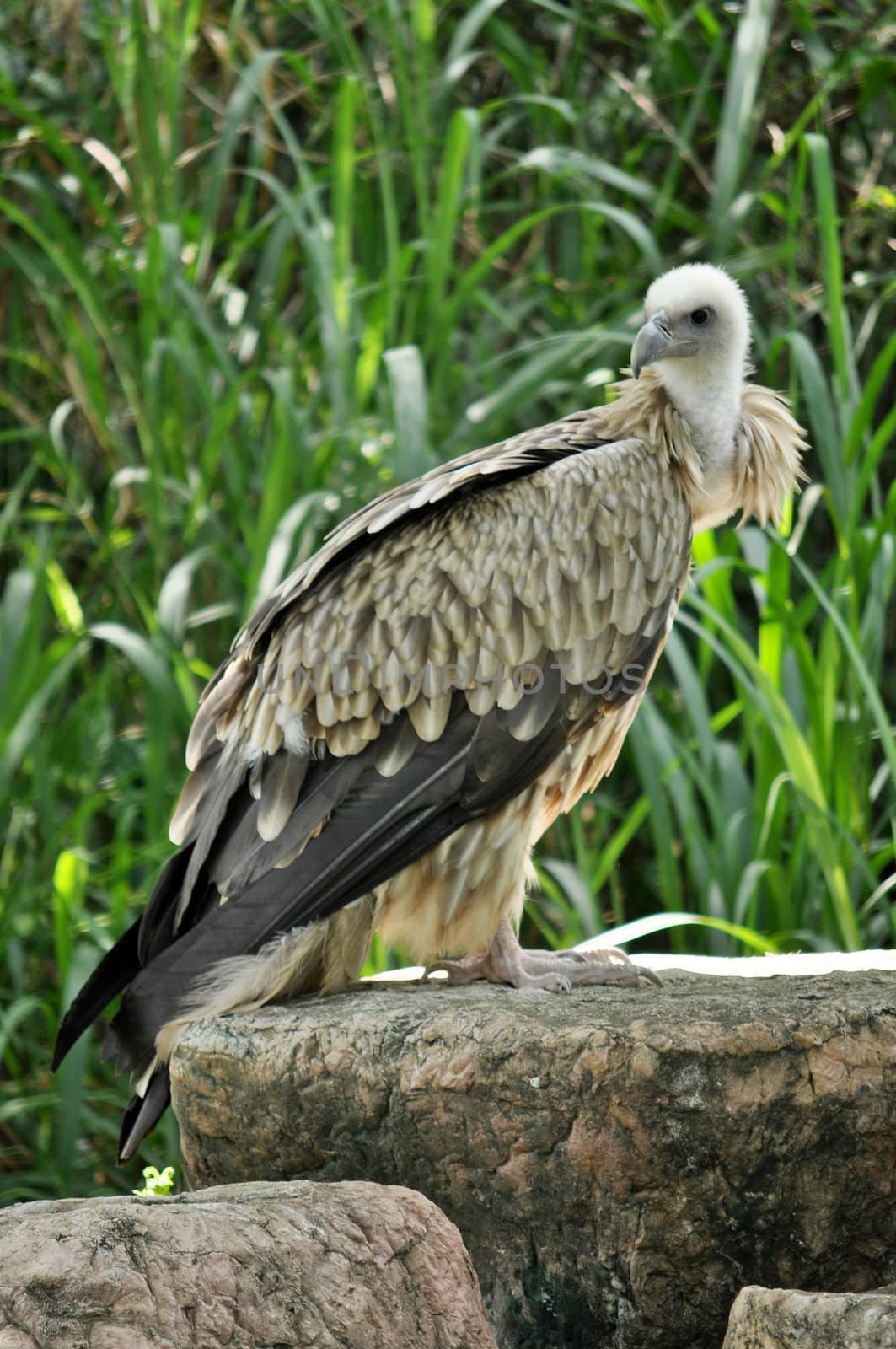 Himalayan Griffon Vulture by MaZiKab