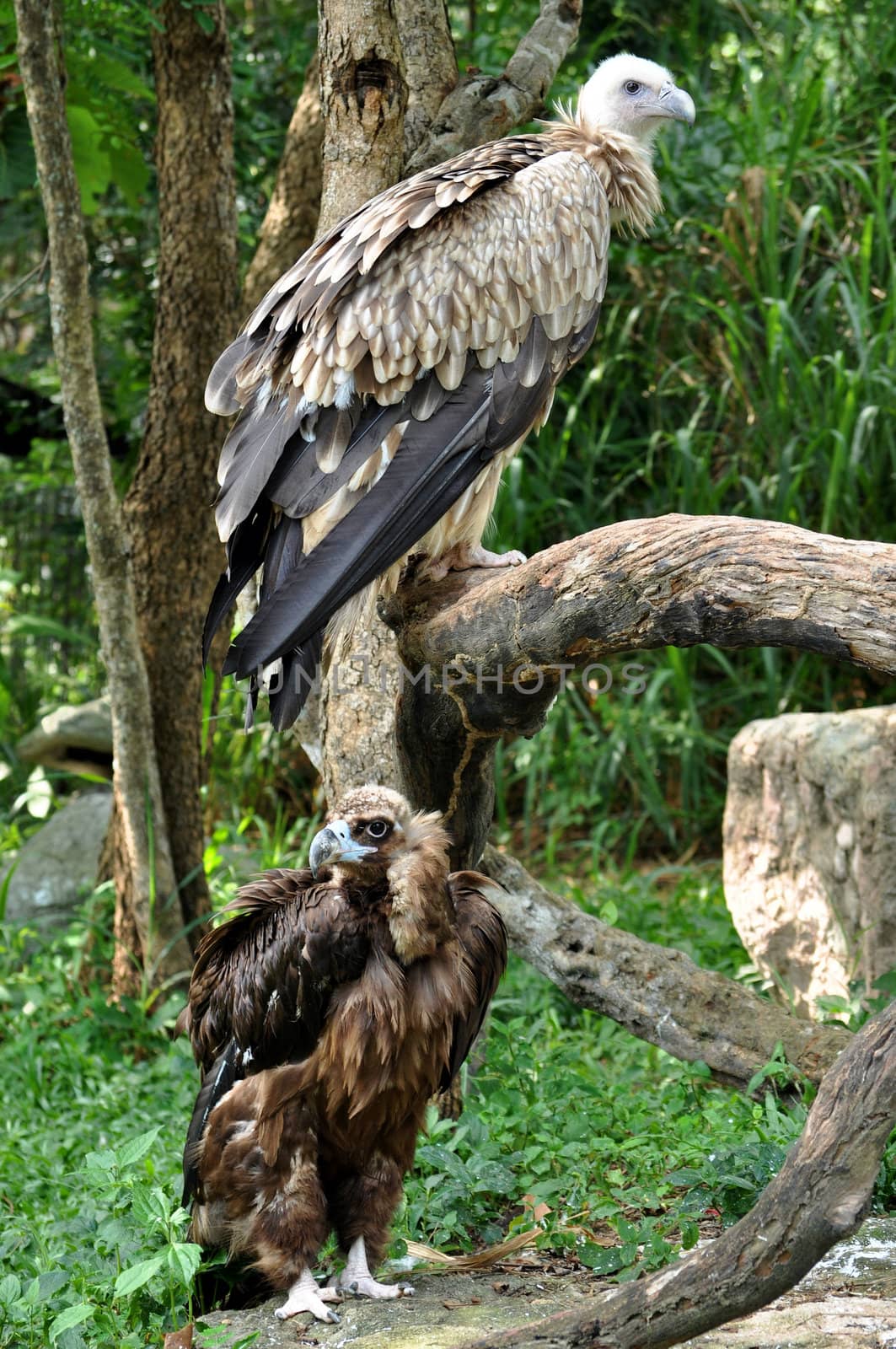 Himalayan Griffon Vulture and Cinereous Vulture by MaZiKab