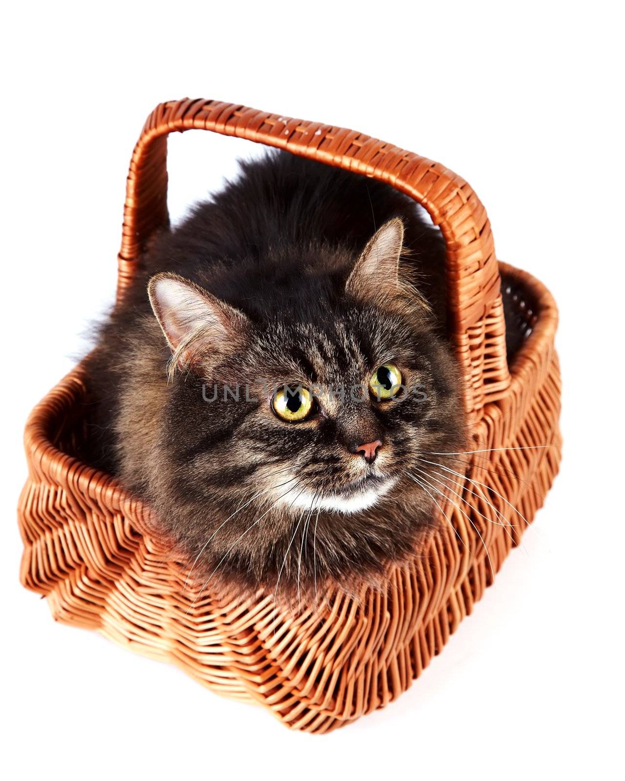 Fluffy cat in a wattled basket by Azaliya