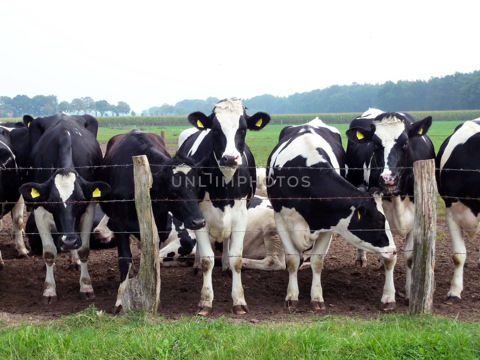 Herd of curious Friesian cattle behind barbed wire fence