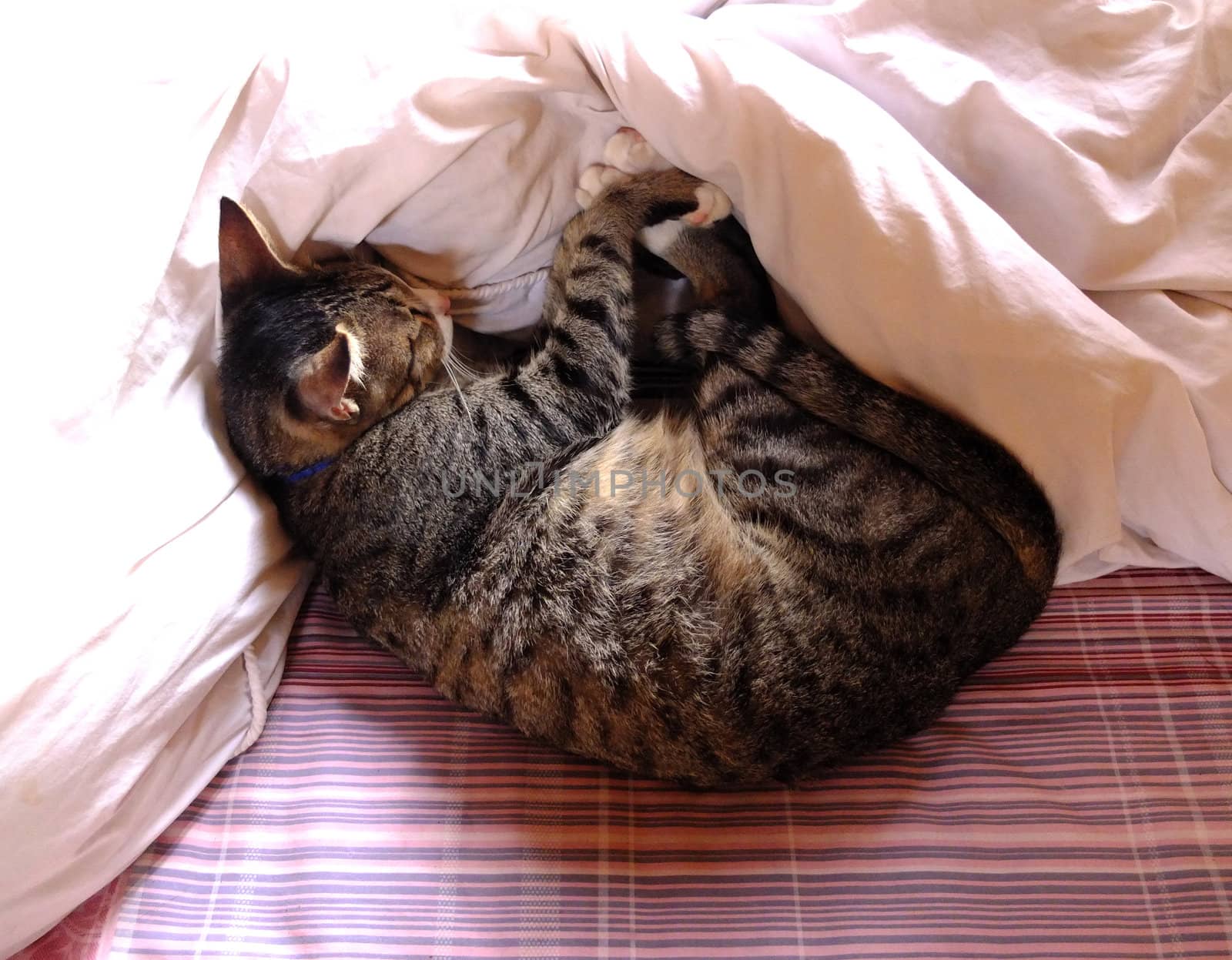 Cat sleeping in bed with duvet.