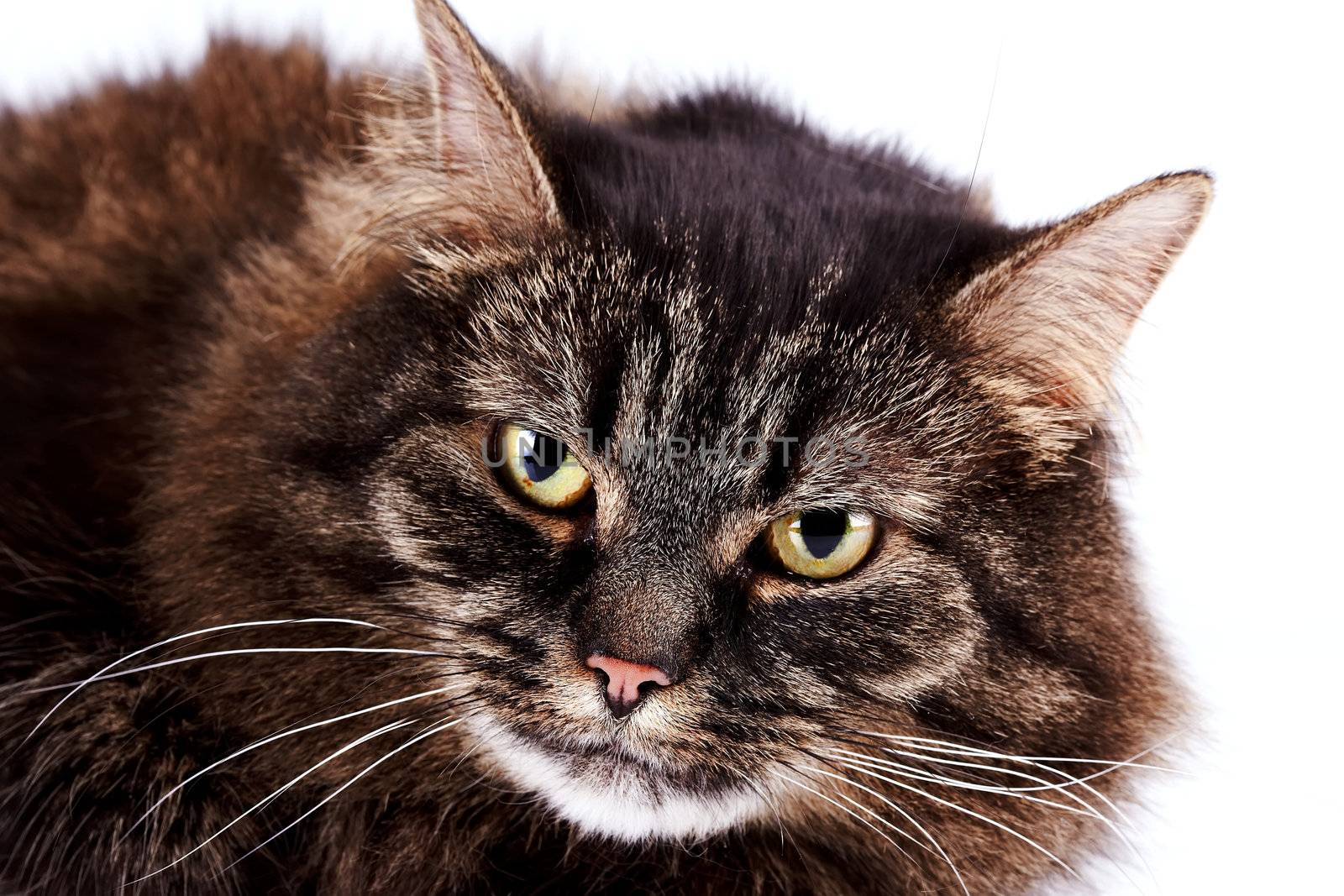 Portrait of a lying fluffy cat on a white background. Beautiful eyes of a cat.