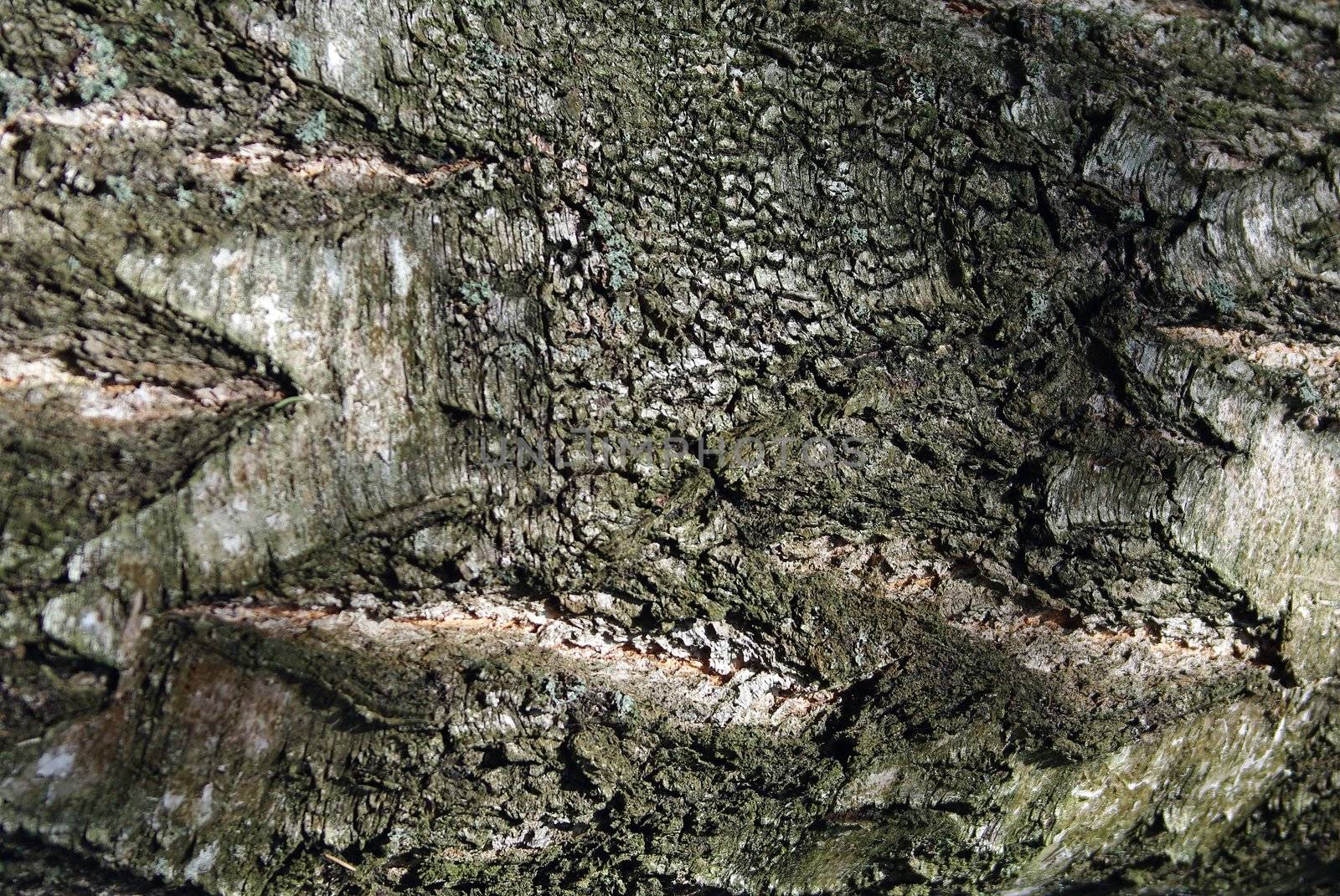 Closeup of old weathered cracked tree bark as background