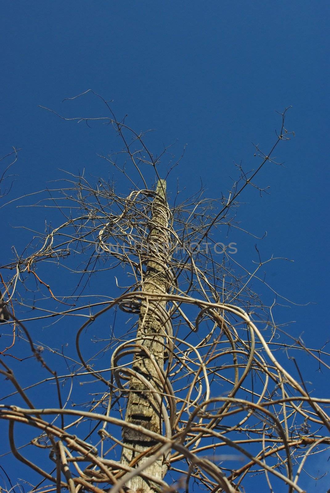 Dry died hop stems against blue sky background