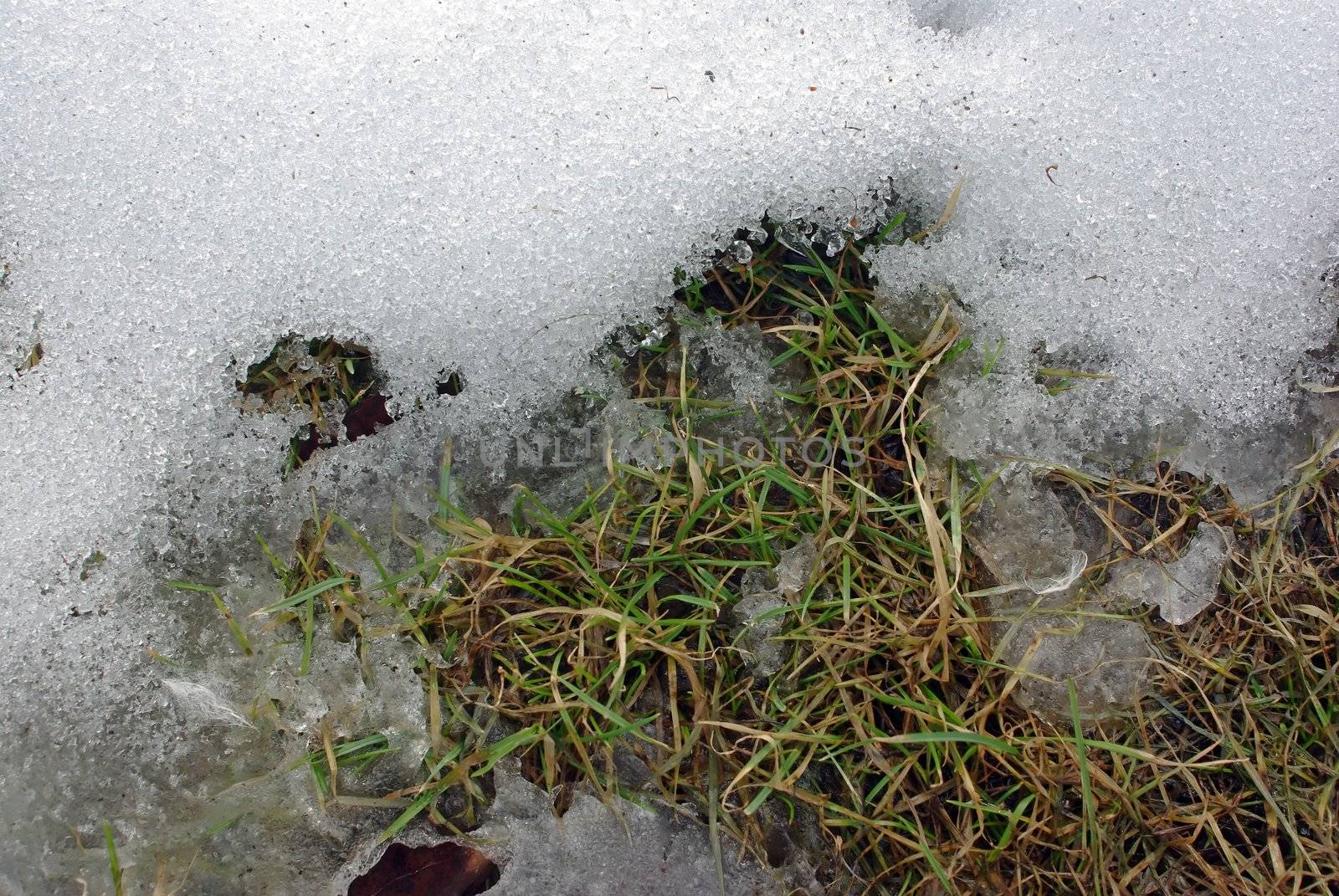Young grass among dry one with snow melting away.