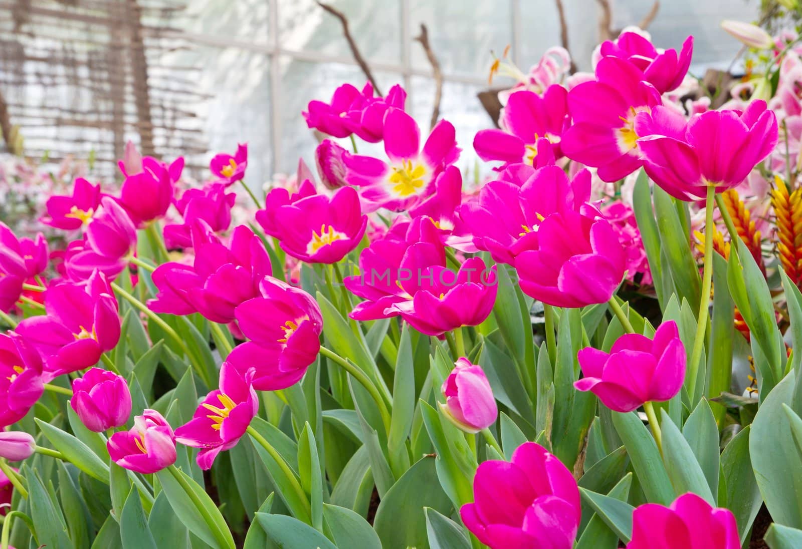 Tulip garden