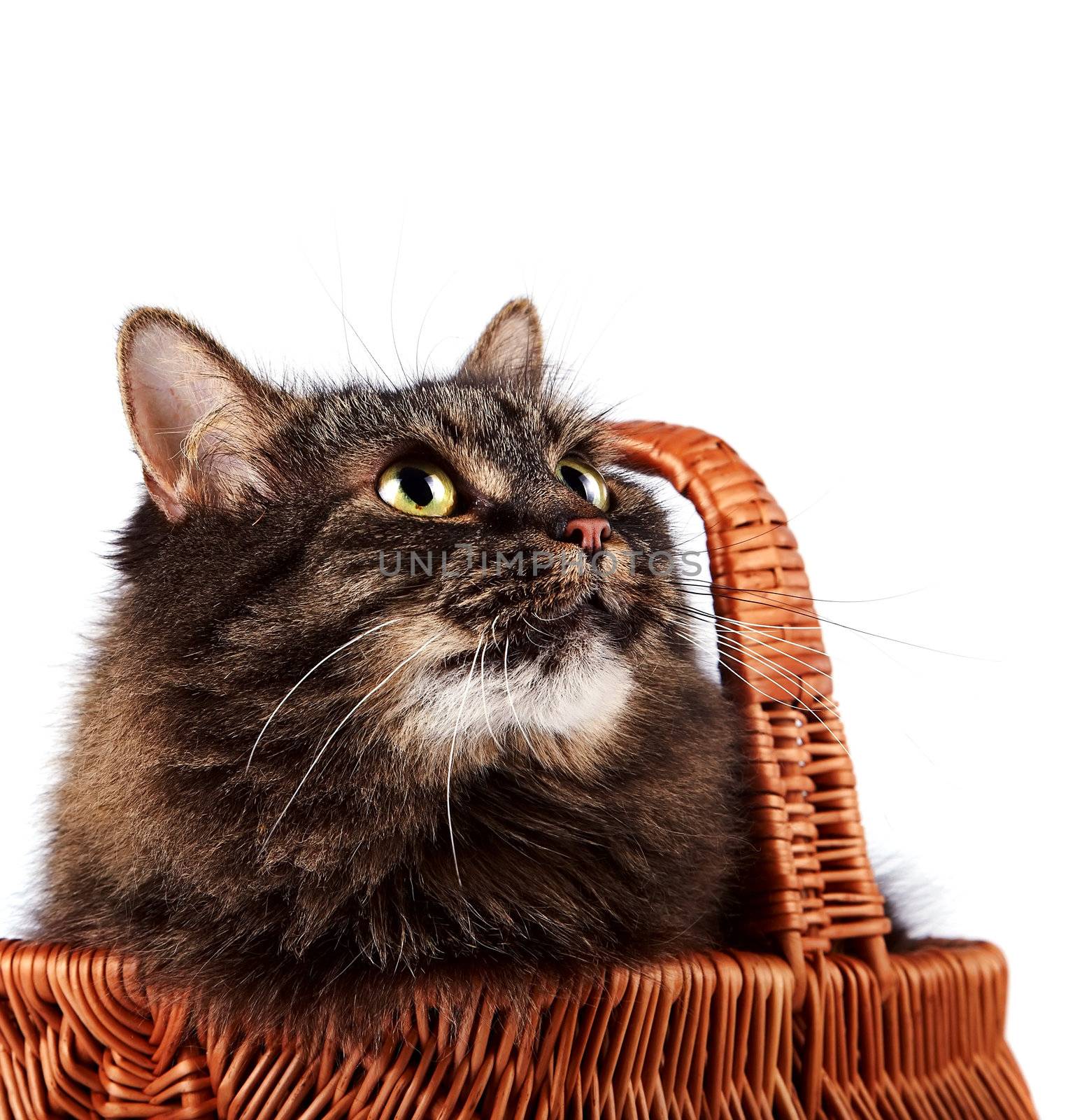 Portrait of a striped fluffy cat in a basket by Azaliya