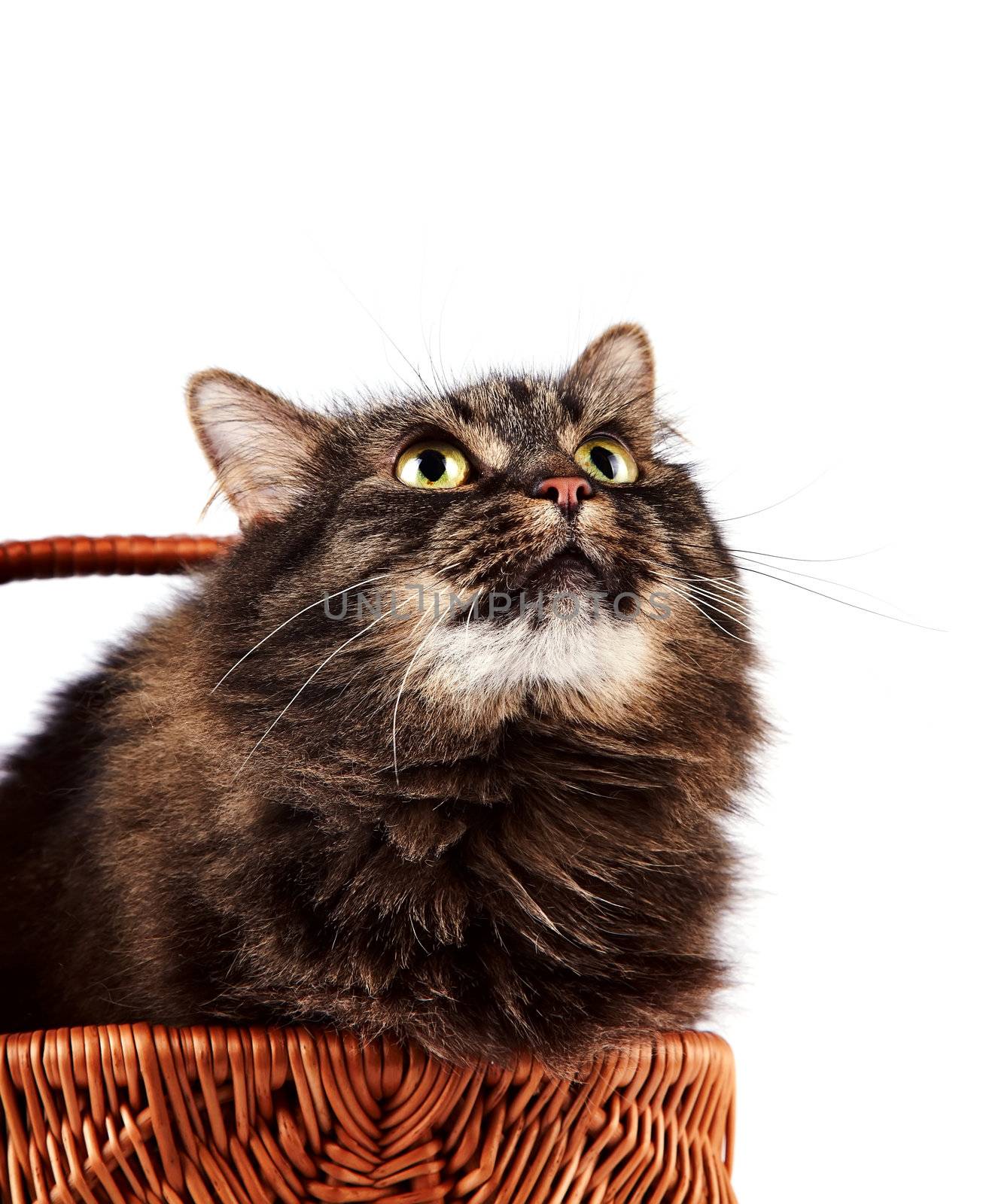 Portrait of a striped fluffy cat in a basket on a white background