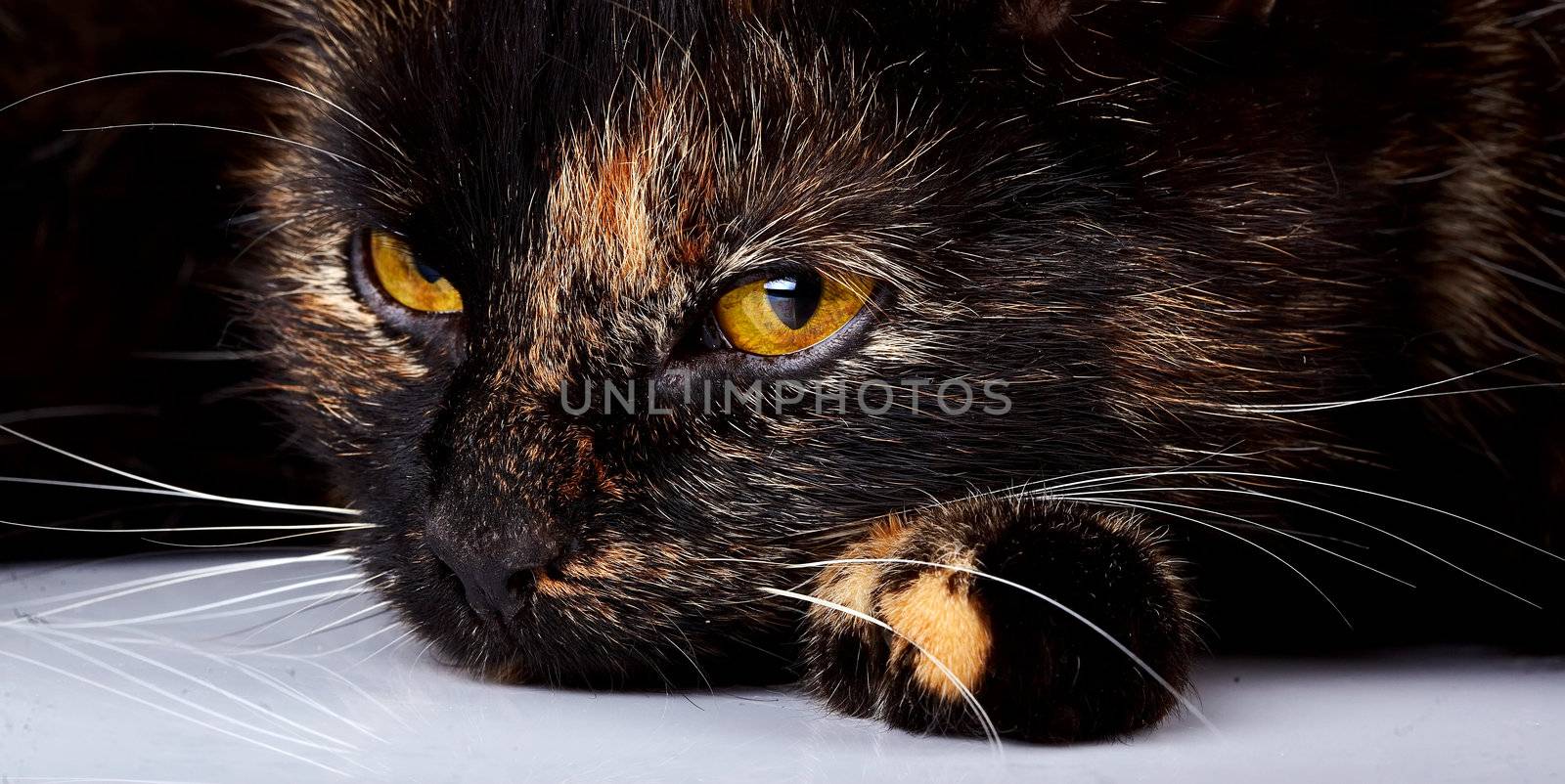 Yellow cat's eyes. Sad cat. by Azaliya