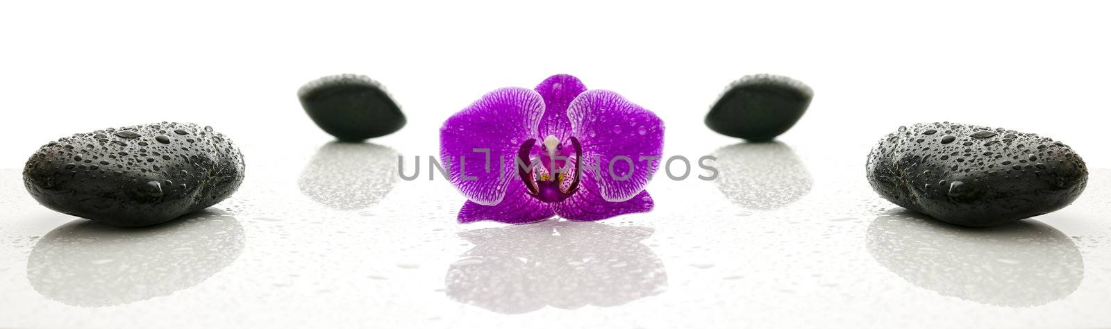 Spa stones and violet orchid flower with water drops representing a wellness concept.