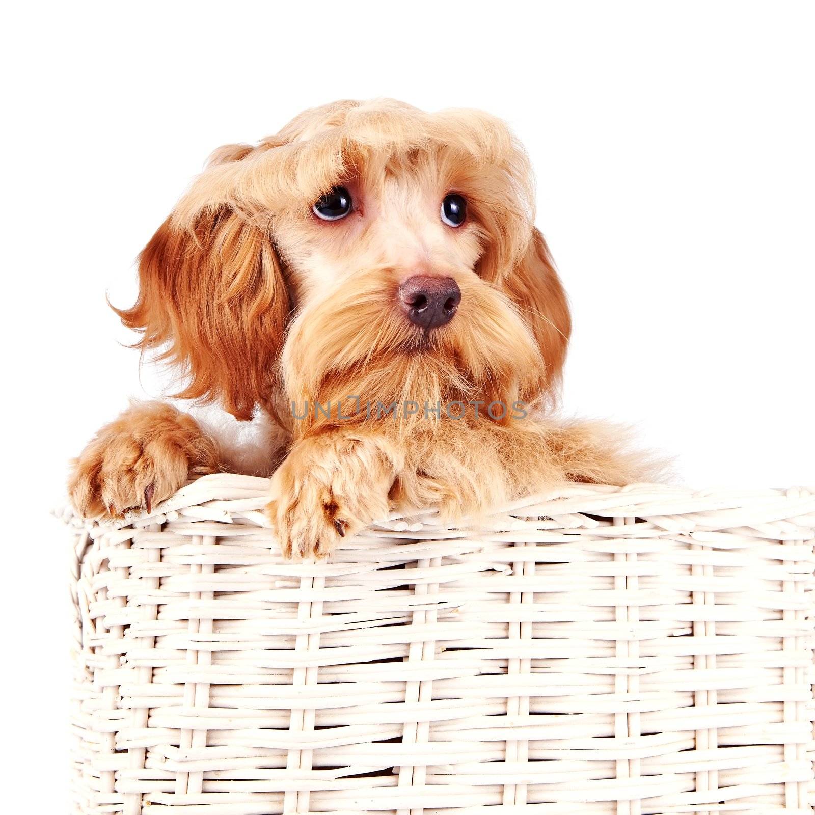 Portrait of a decorative dog in a white basket. by Azaliya