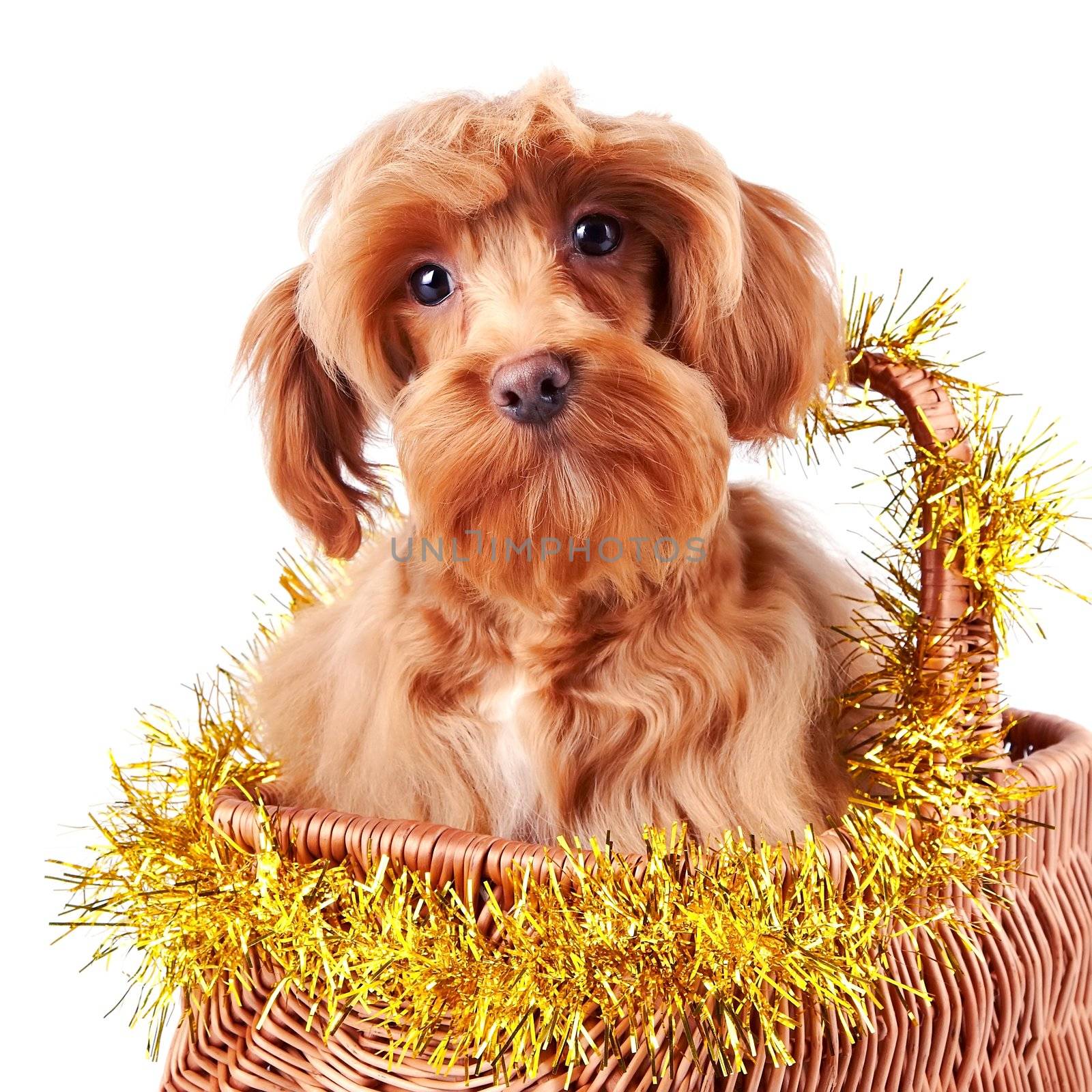 Portrait of a decorative dog in the decorated basket. by Azaliya
