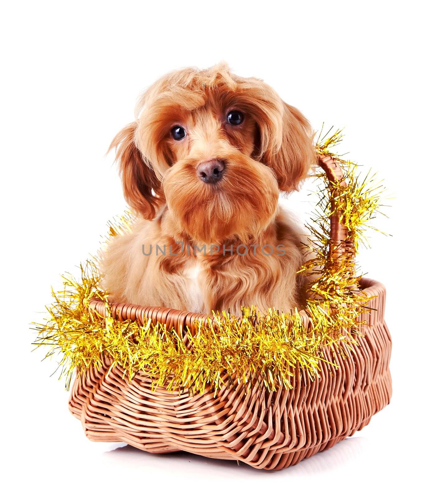 Small doggie. Decorative thoroughbred dog. Puppy of the Petersburg orchid. Doggie in a basket.