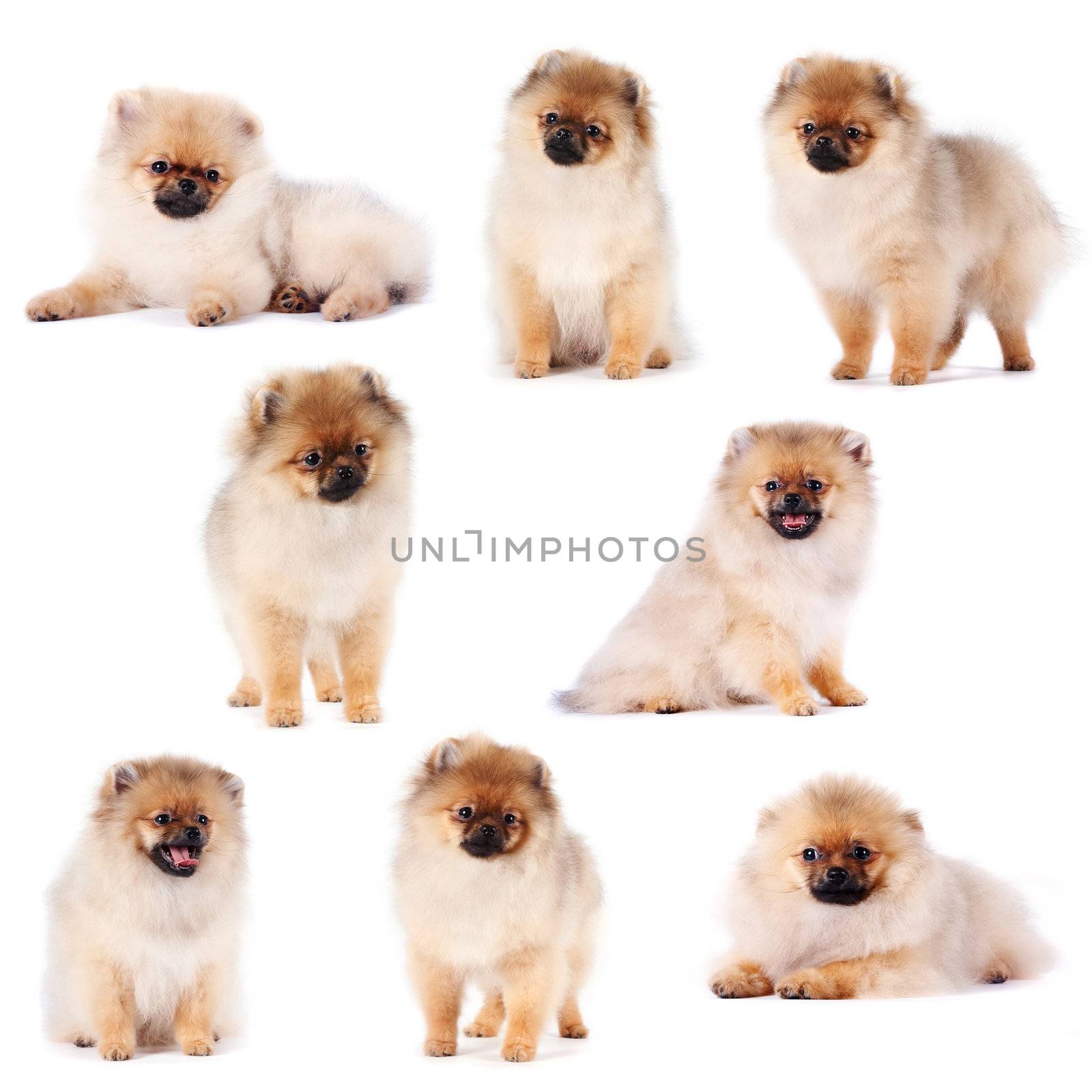 The puppies of a spitz-dog. Small doggies. Decorative thoroughbred dogs.
