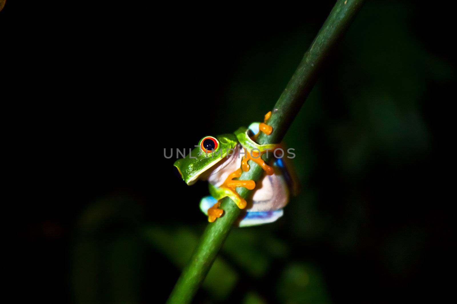 A cute red eyed tree frog sits on a vertical branch in the cloud forests of Nicaragua.