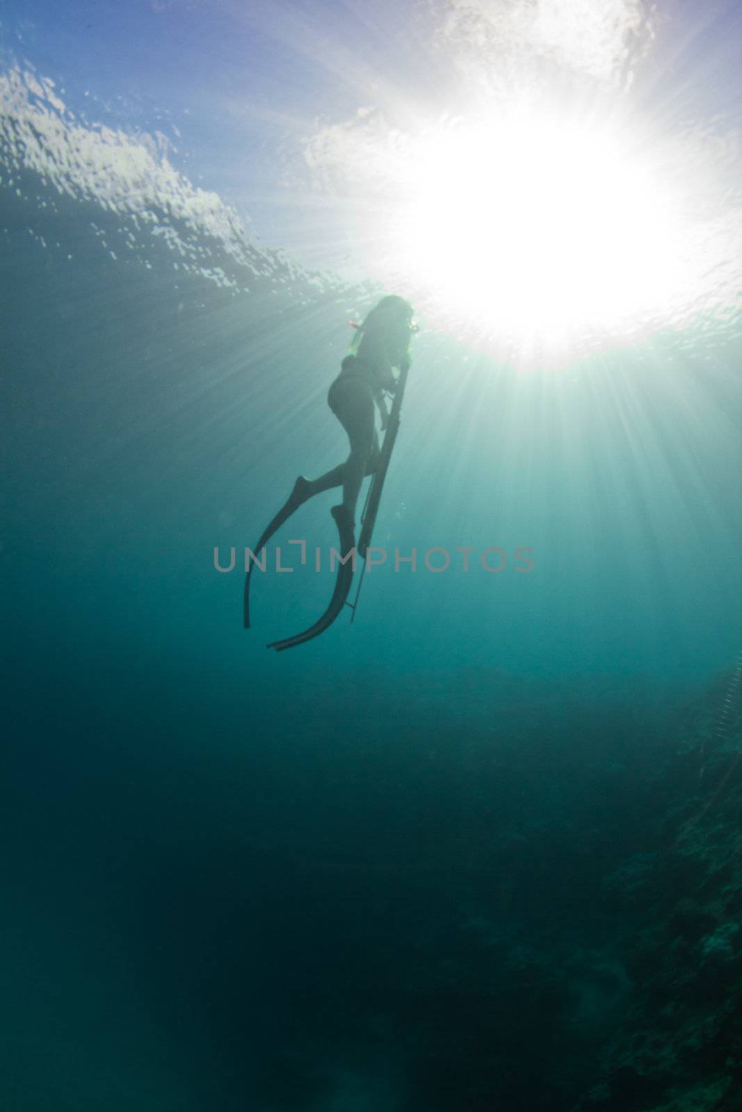 Returning to the surface to breath while spearfishing on the Great barrier reef.