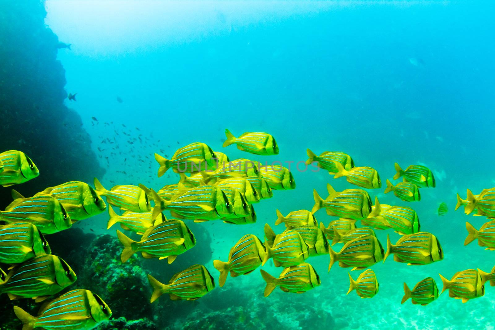 A school of tropical yellow reef fish.