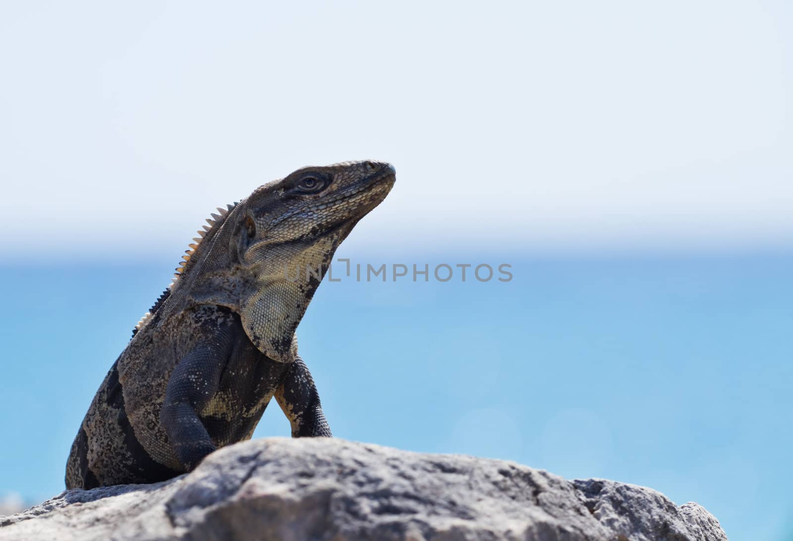 Mexican Iguana by MojoJojoFoto