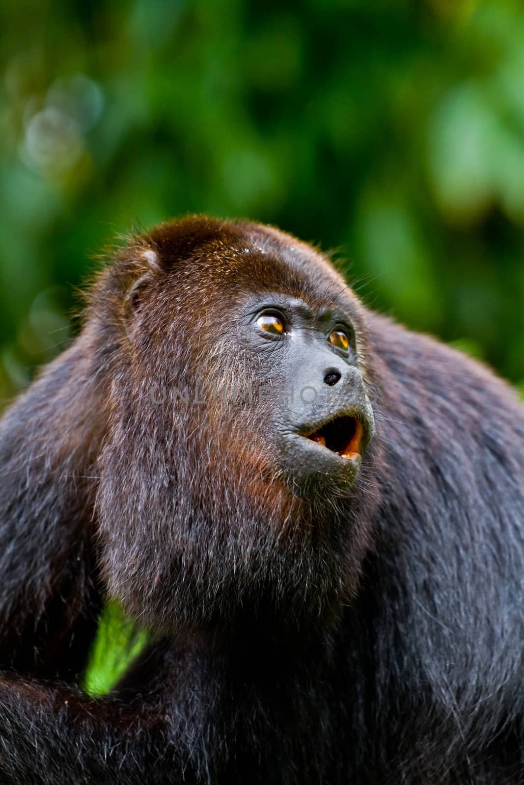 A large wild black howler monkey mid howl. Belize.