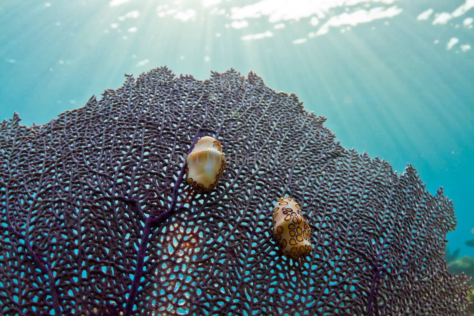 Two colorful little gastrops on a fan coral in the Carbbean.