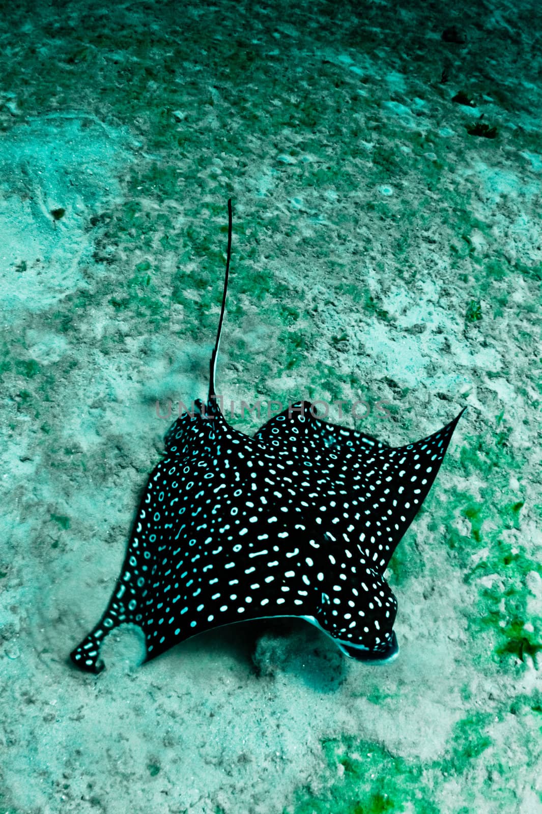 A large spotted eagle ray looks for food in the sand.